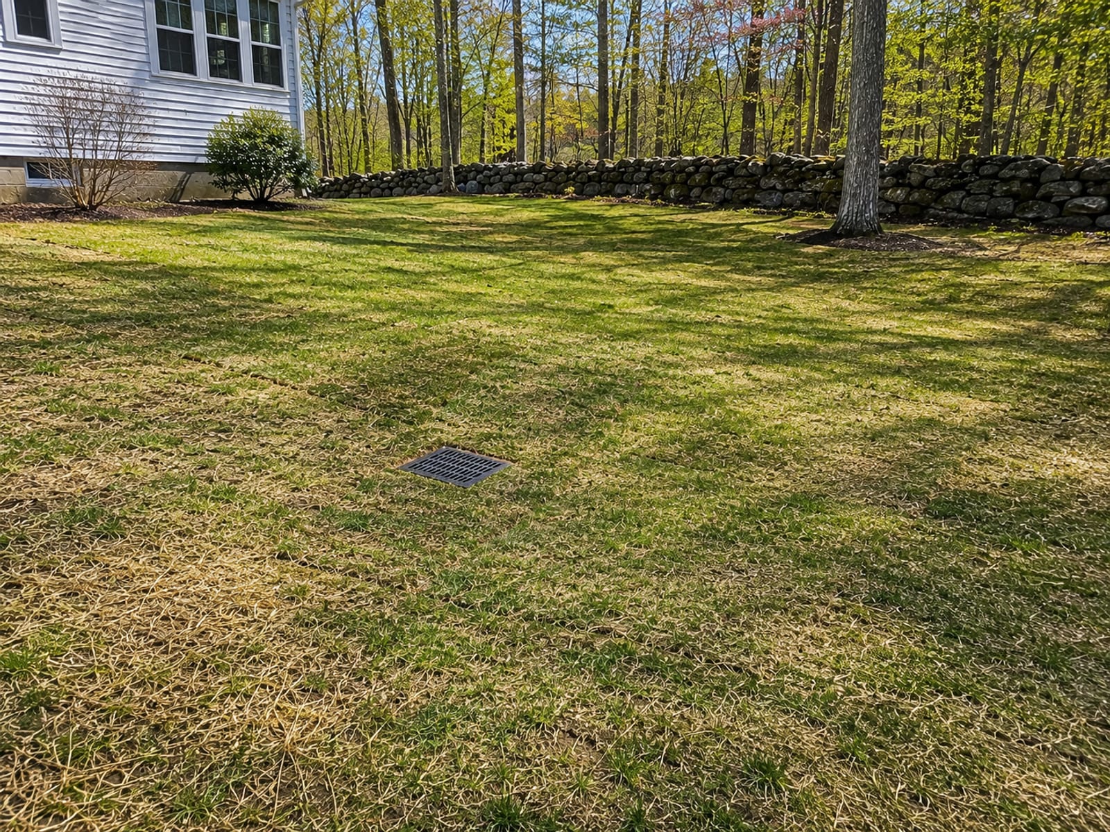 A fully restored residential backyard in Connecticut after drainage excavation work showing freshly seeded and lightly greening lawn over smoothly graded terrain with no standing water and a stone wall border along the property edge