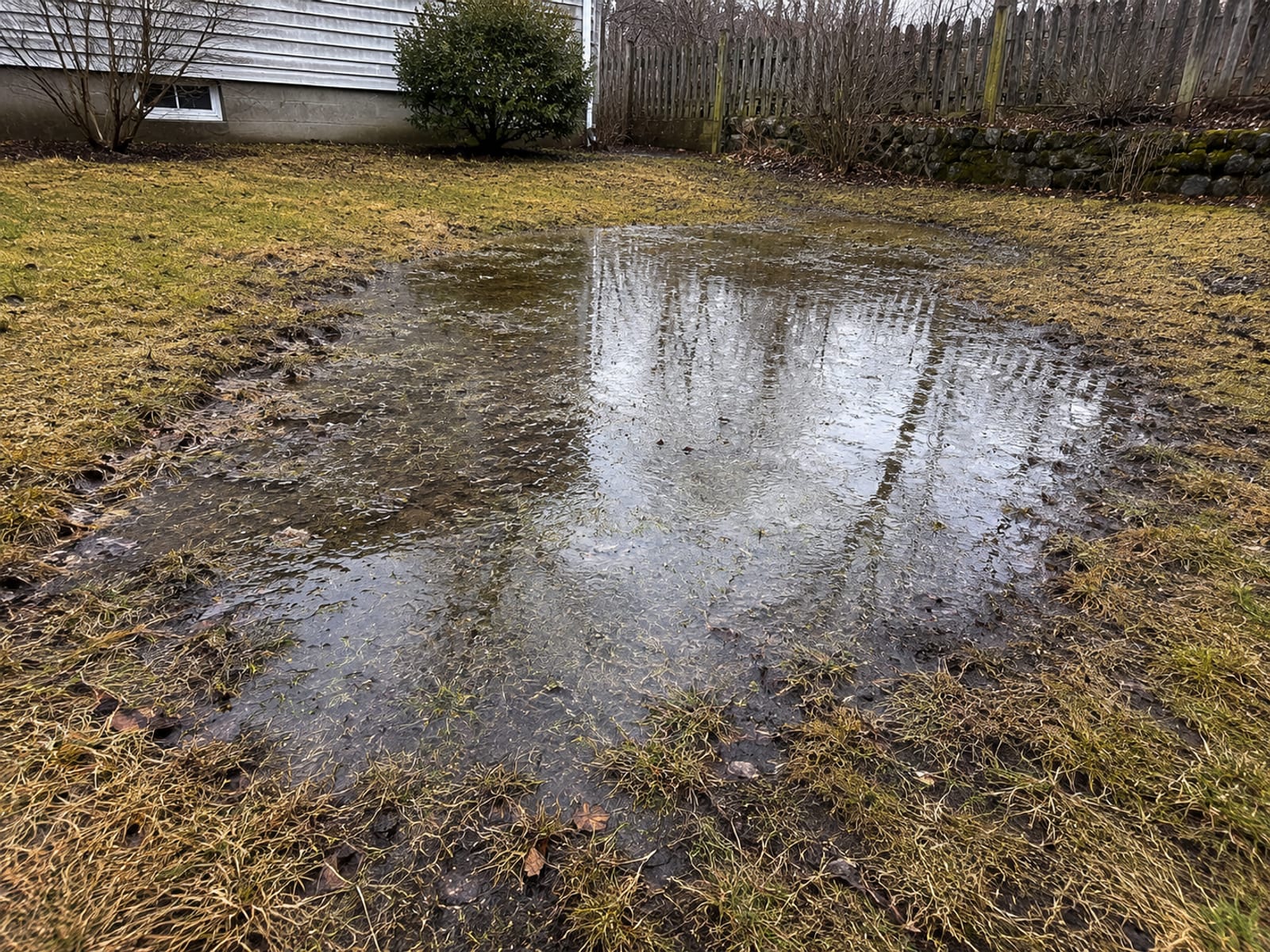 Pooled standing water collecting in a low-lying area of a residential backyard in Connecticut after rainfall with saturated grass and muddy soil visible around the edges