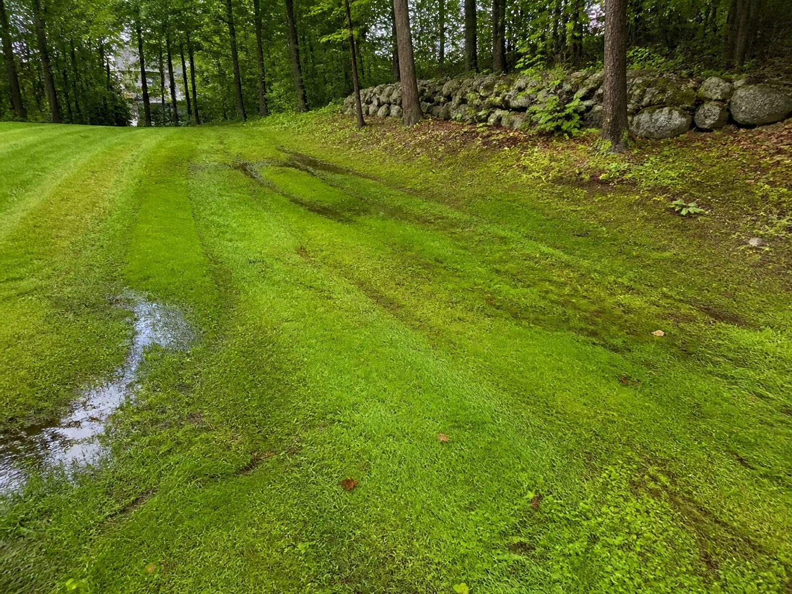 Saturated lawn on a rural property with shallow standing water and mower tracks pressed into soft ground at the base of a wooded slope