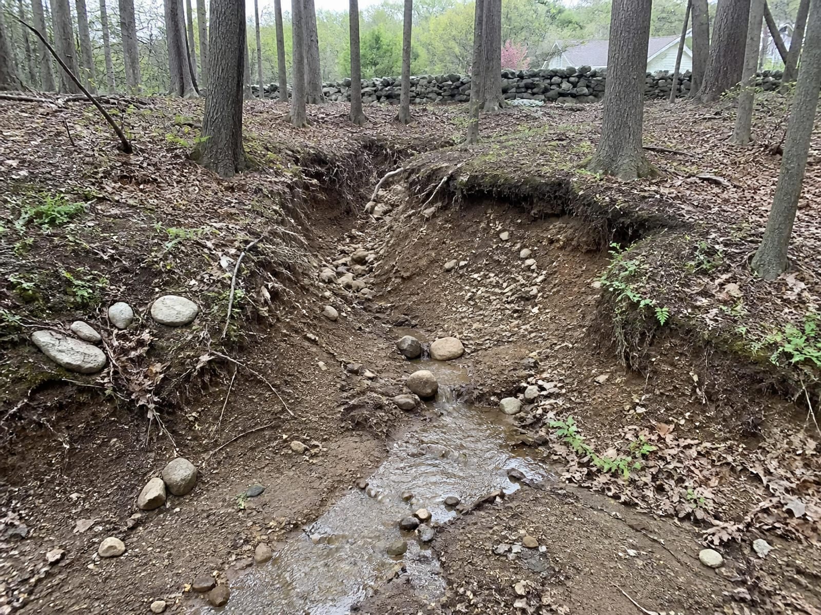 Deep erosion gully cut into a wooded slope with exposed soil and roots, and muddy runoff spreading across the ground at the bottom