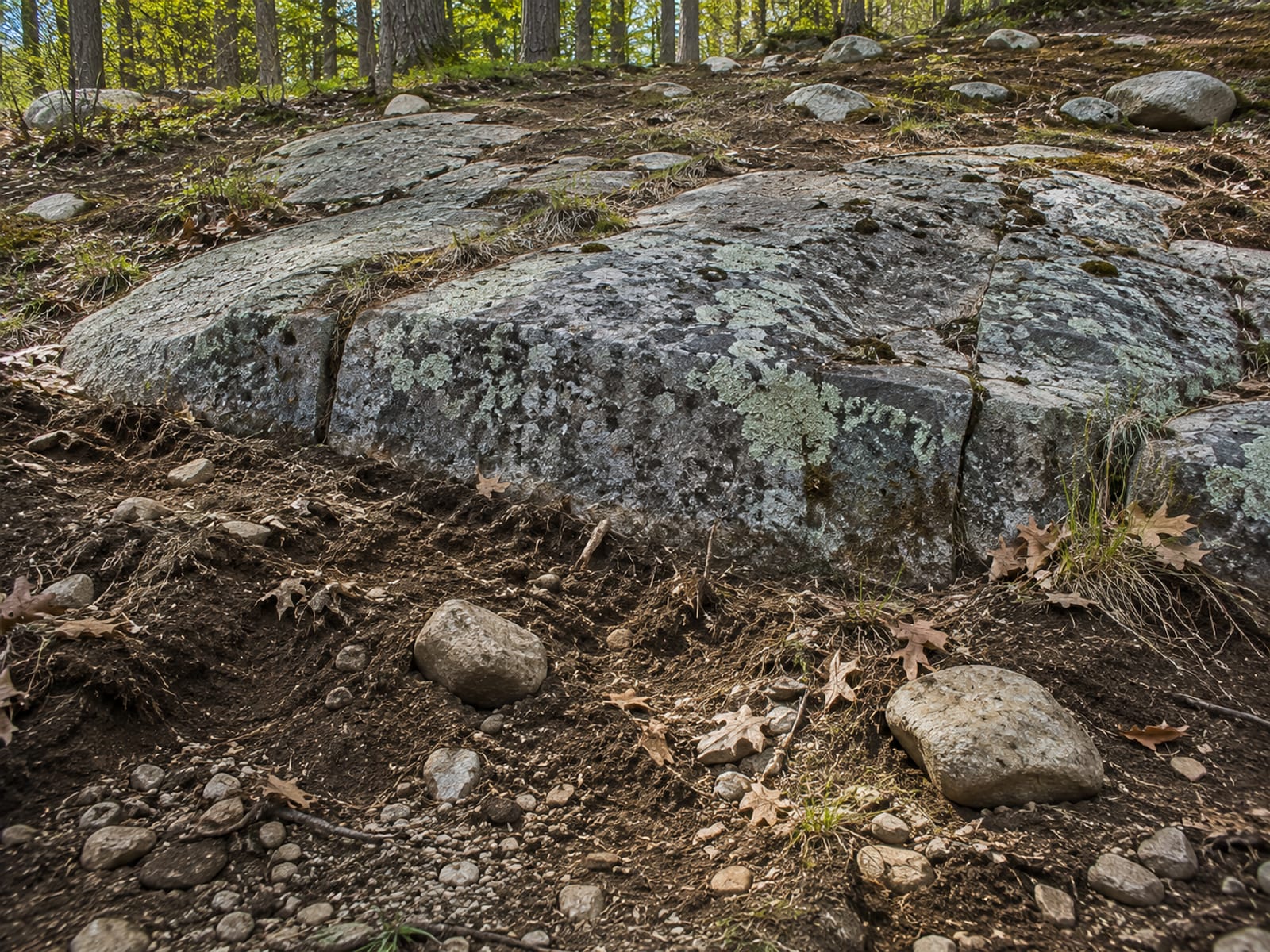 Exposed granite ledge shelf breaking through thin topsoil on a sloped Connecticut residential property with visible rock cracks and scraggly vegetation