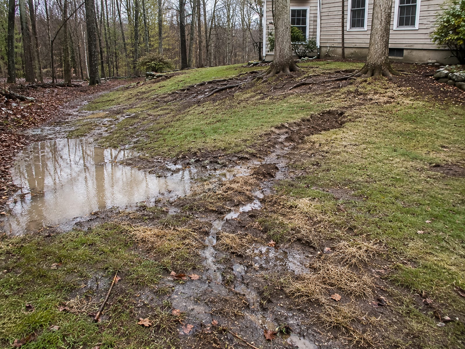 Severely eroded and waterlogged residential yard in Woodbury CT with visible soil washout, standing water pooling, and exposed tree roots along a sloped lawn