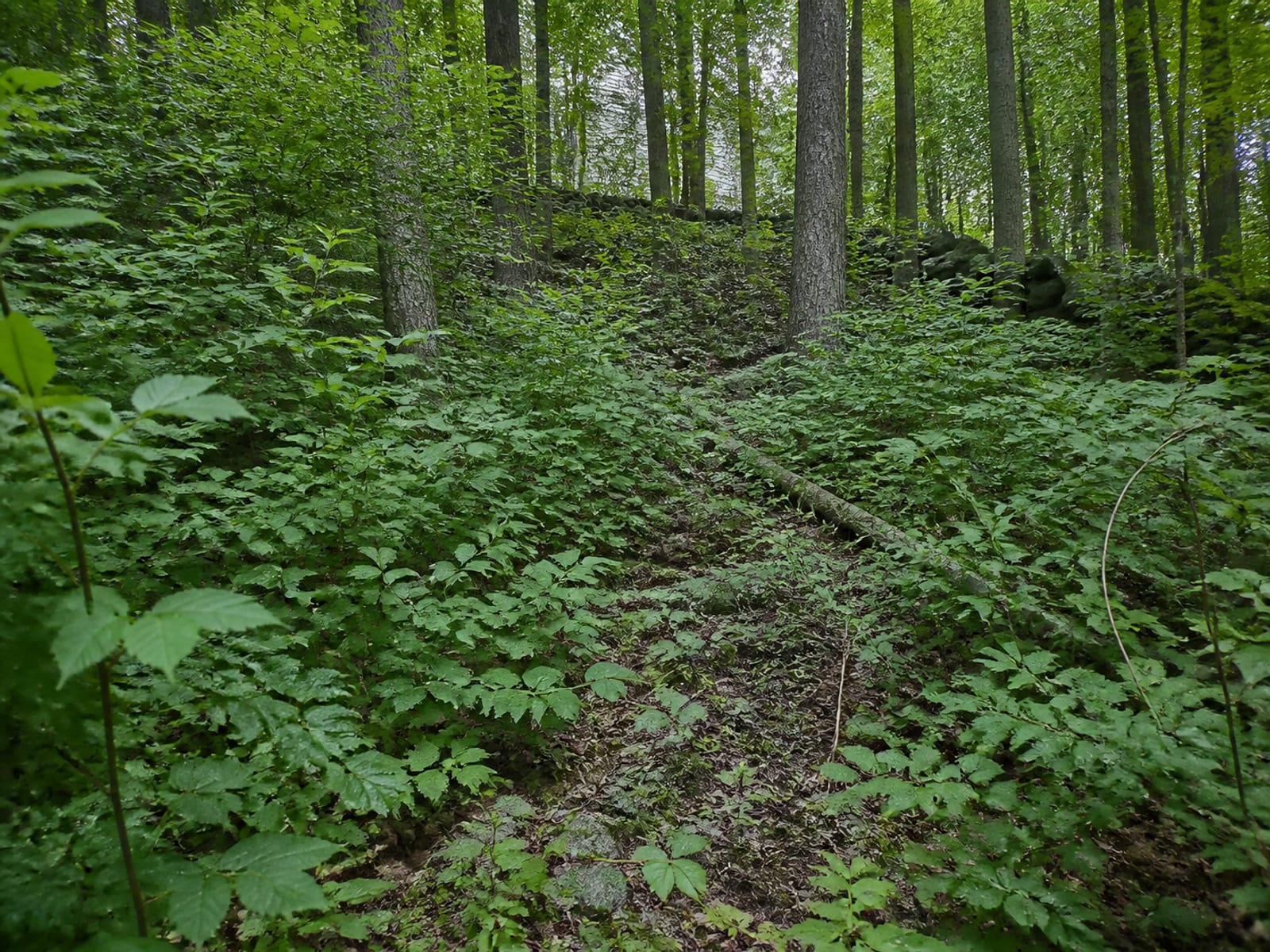 Wooded property where dense shrub growth and climbing vines have filled the space beneath mature trees, blocking a former walking trail