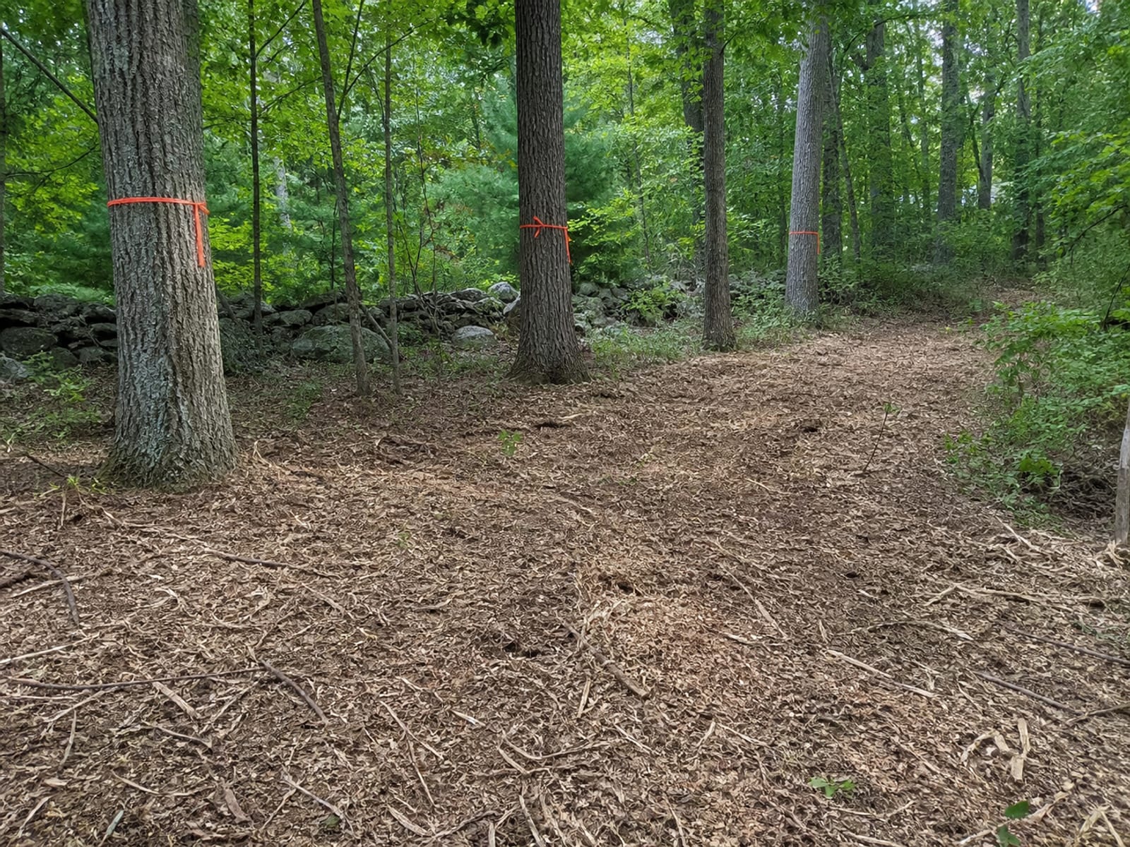 Mature hardwood trunks marked with bright flagging tape in a wooded area, indicating trees to be left standing during clearing work