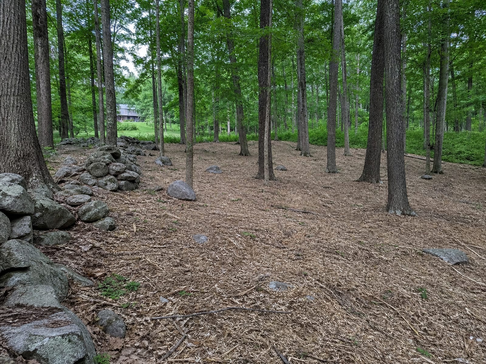 Wooded area after mulching, with mature trees standing over open ground covered by a layer of shredded woody mulch