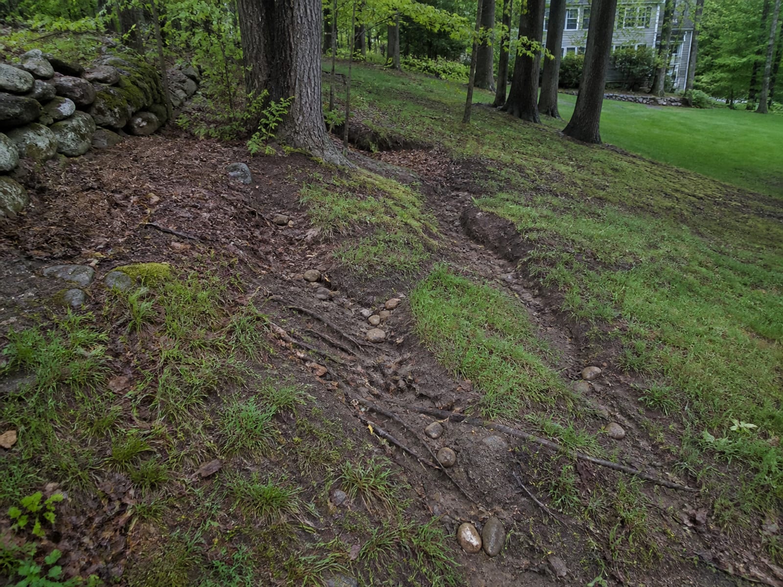 Erosion channels cut across a sloping wooded yard after heavy rain, with washed mulch and exposed tree roots along the flow line