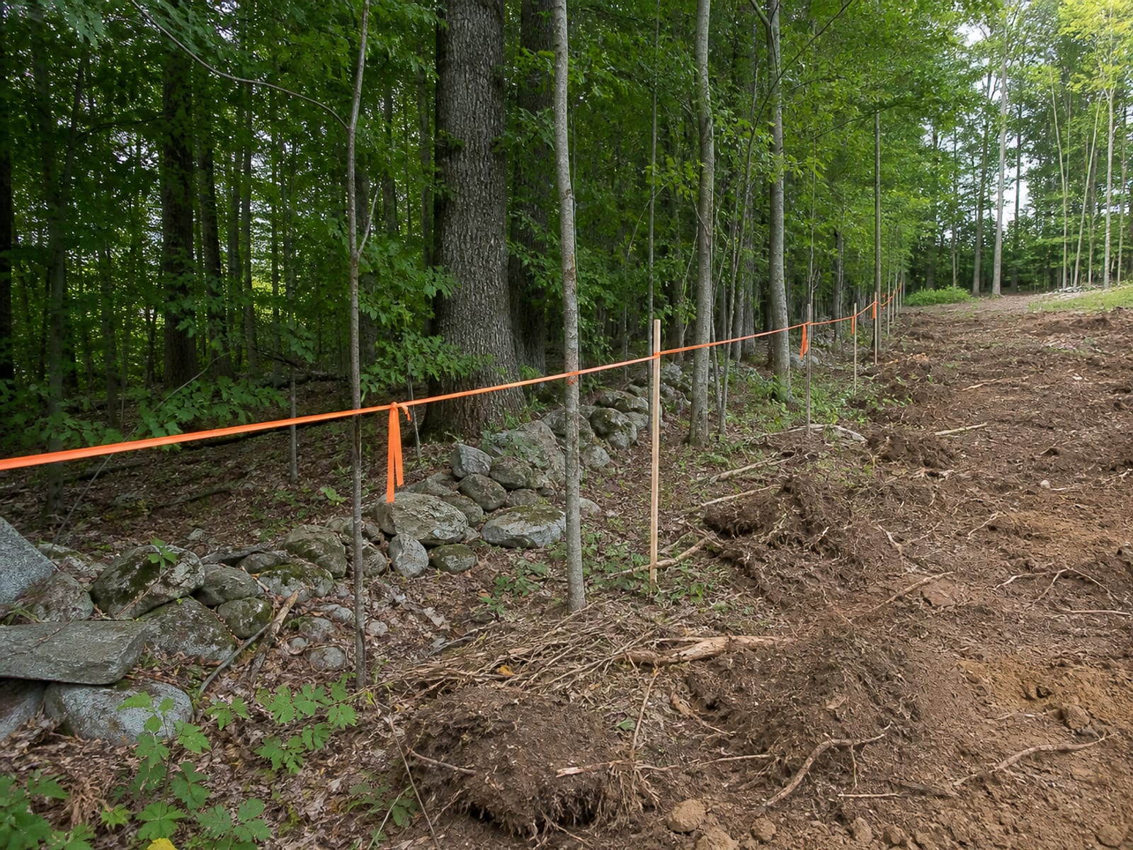 Orange survey flagging tape tied to saplings along a staked line at the edge of woodland, separating trees marked for removal from trees left standing