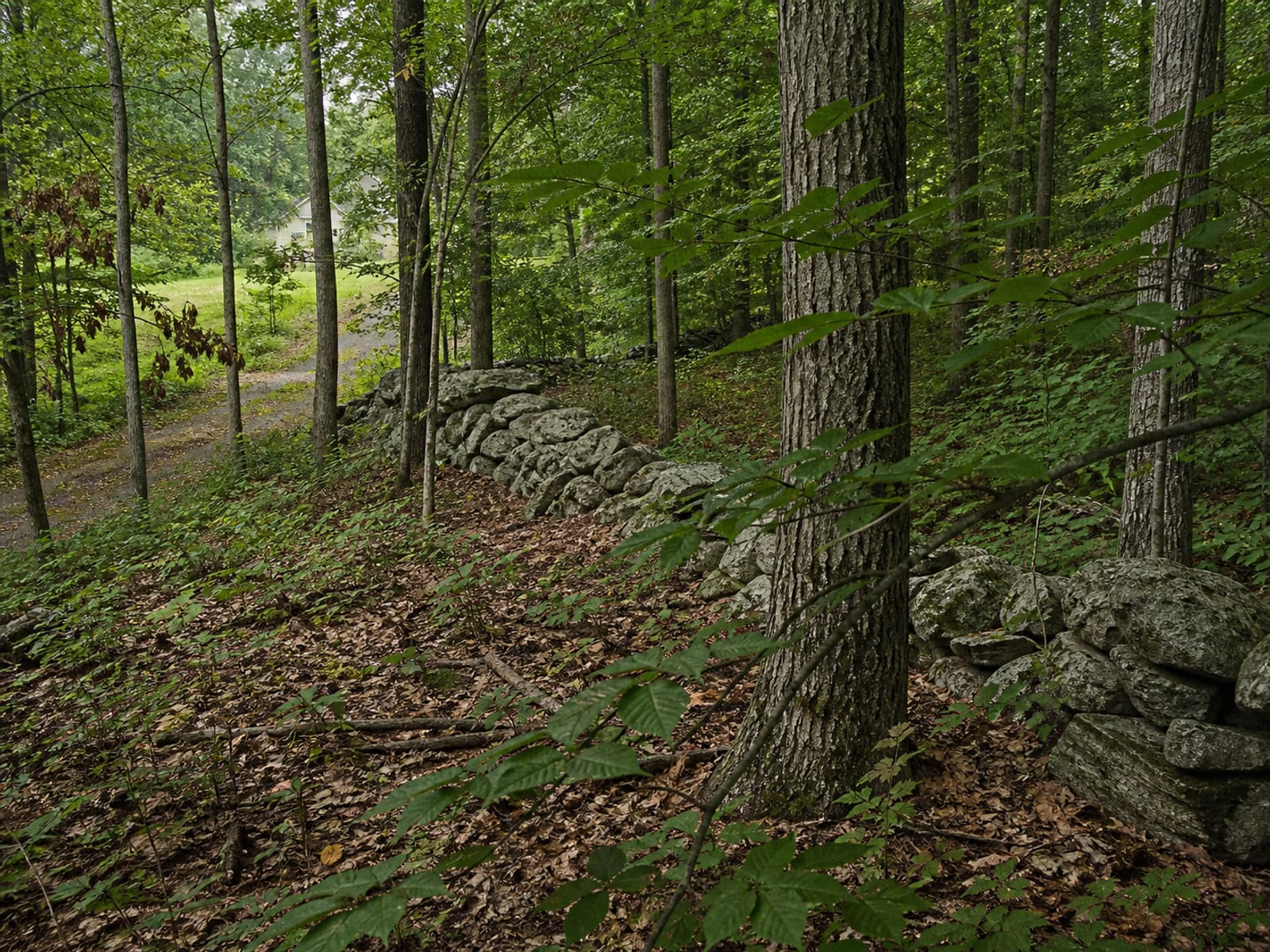 Dense mixed hardwood woodland and understory brush on a sloping rural parcel, with an old fieldstone wall running through the trees