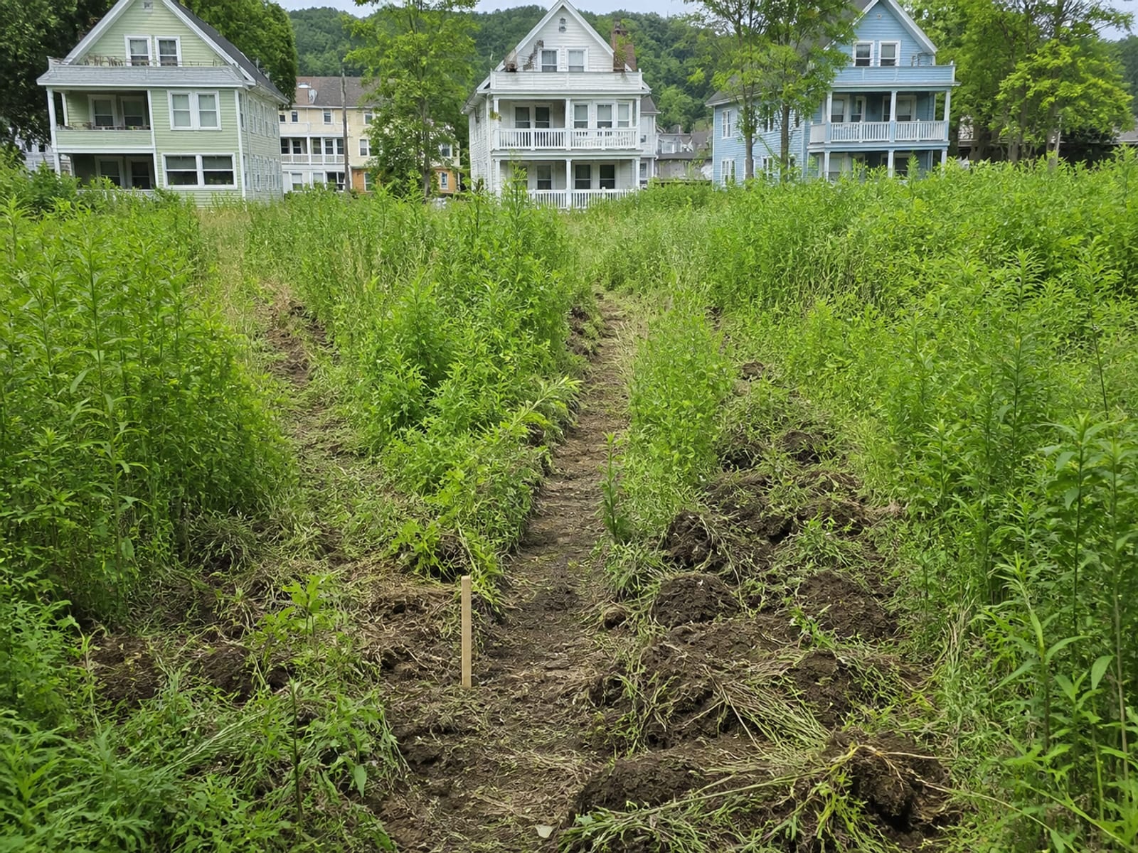 Narrow lines cut through heavy brush on a vacant lot, exposing the ground surface and a boundary marker while most vegetation remains standing
