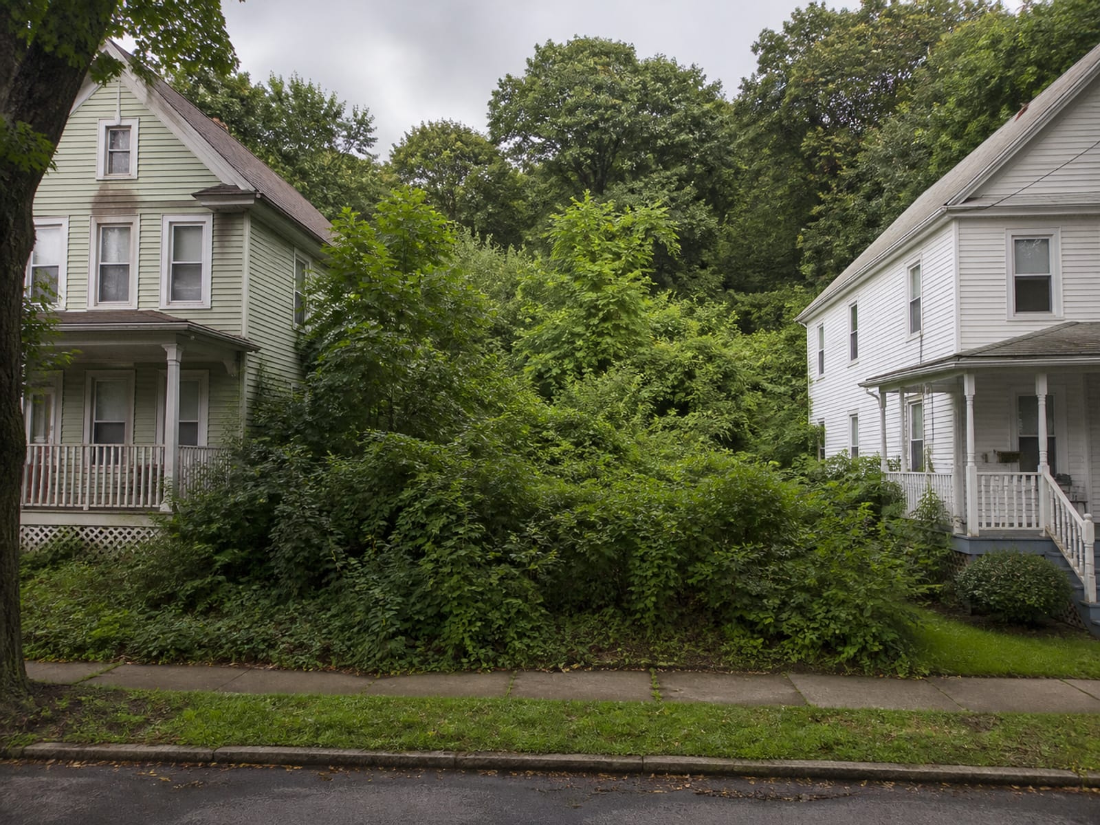 Vacant urban parcel between two houses completely overgrown with brush and vines, with no visible ground surface or property line