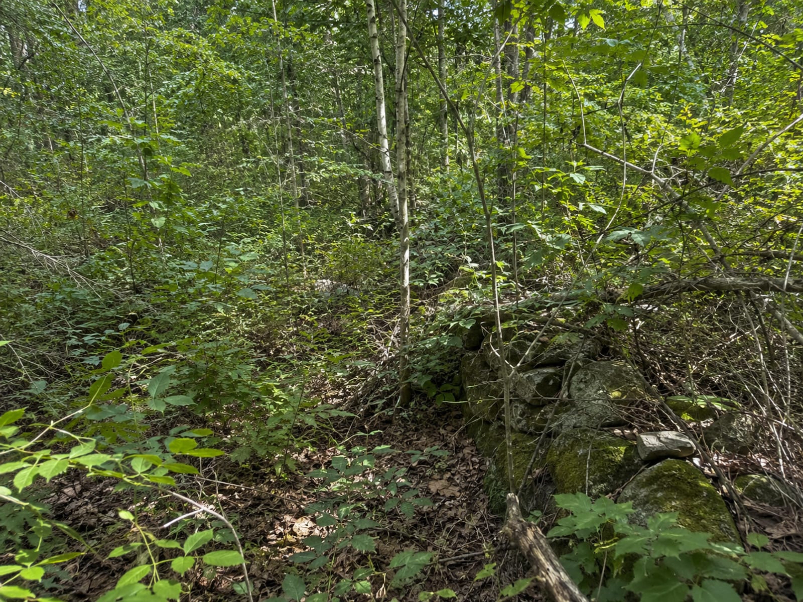 Dense overgrown residential lot in Oxford Connecticut with invasive brush, sapling regrowth, and tangled undergrowth obscuring the property