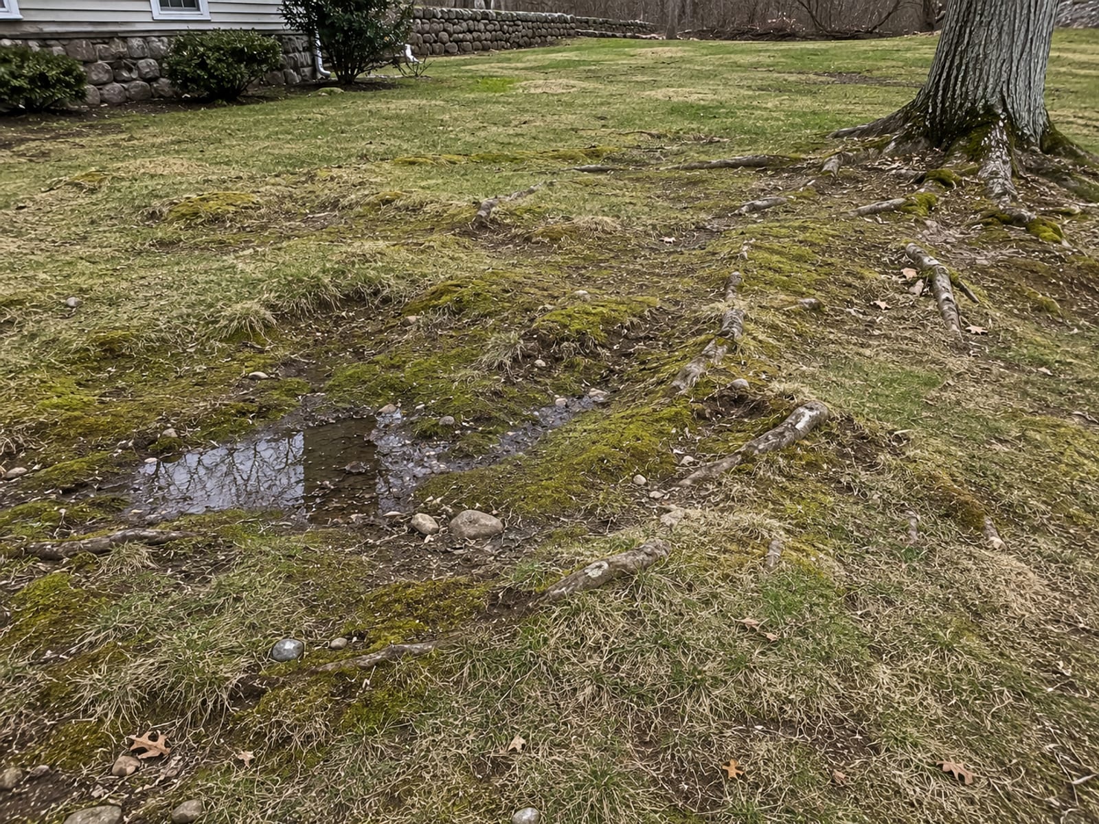 Close view of severely uneven bumpy residential lawn with visible dips, mounds, water pooling depressions, and exposed roots in Oxford CT