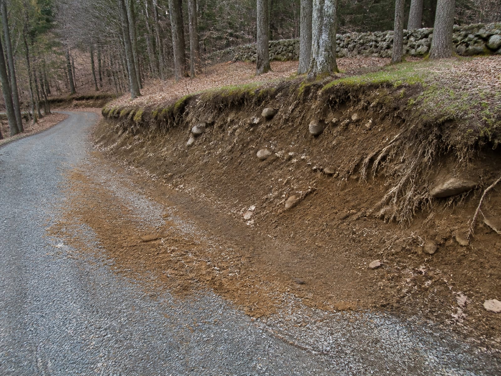 Steep eroding earth bank above a gravel driveway on a wooded rural property, with soil washed onto the drive surface and roots exposed