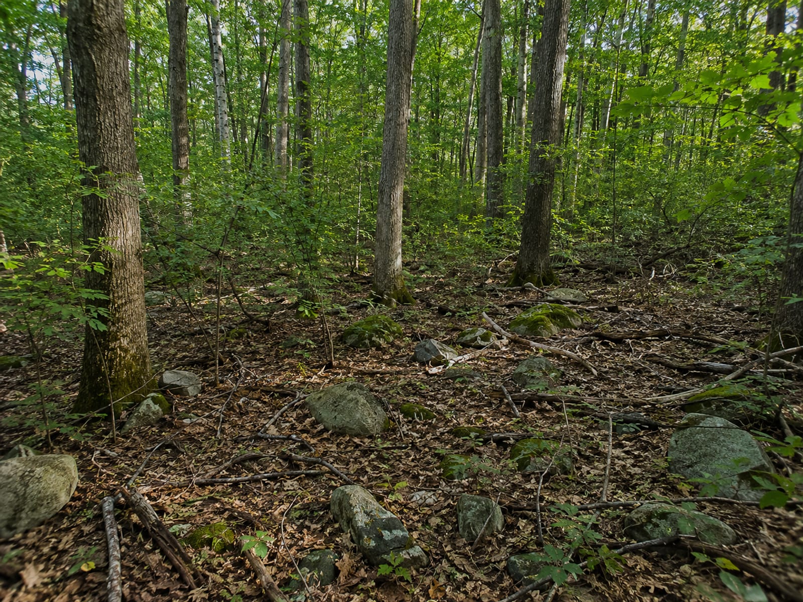 Dense wooded residential lot in Connecticut with mature oaks and undergrowth showing conditions before site clearing begins