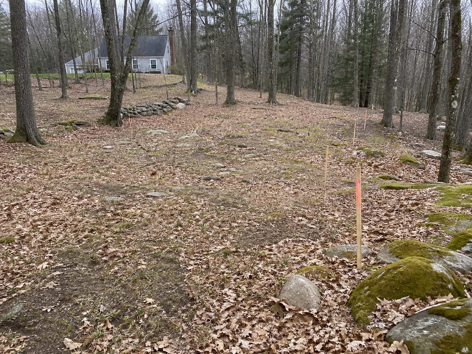 Wooded building lot with surveyor stakes and flagging marking the house corners and driveway line among standing trees