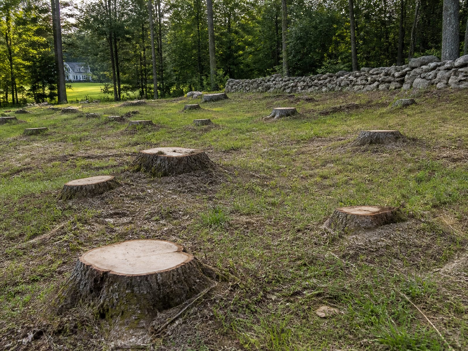 Open ground on a rural property dotted with freshly cut tree stumps of varying size, with grass growing between them and woodland behind