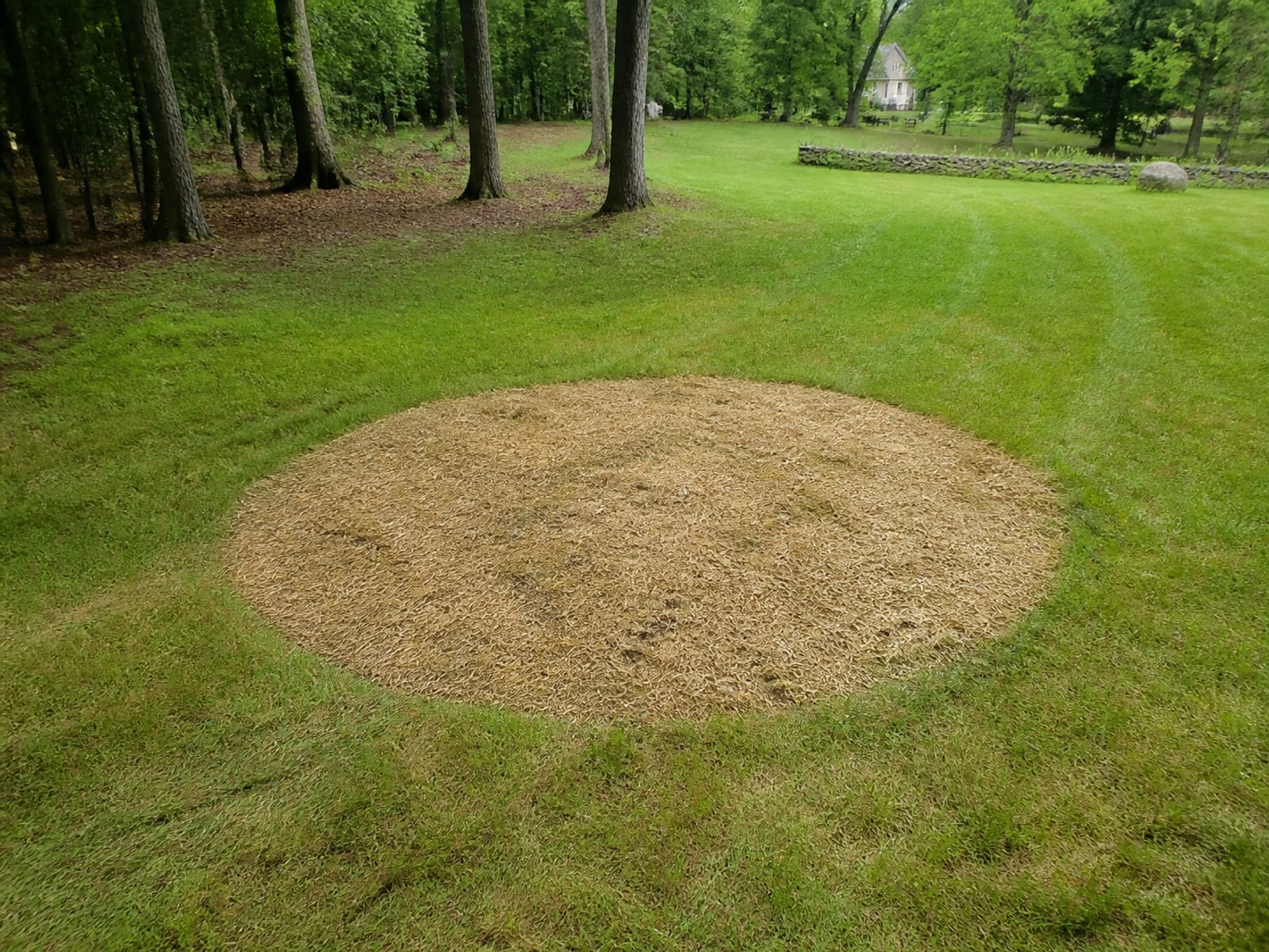Former stump location backfilled with soil and seeded, level with the surrounding lawn on a rural property