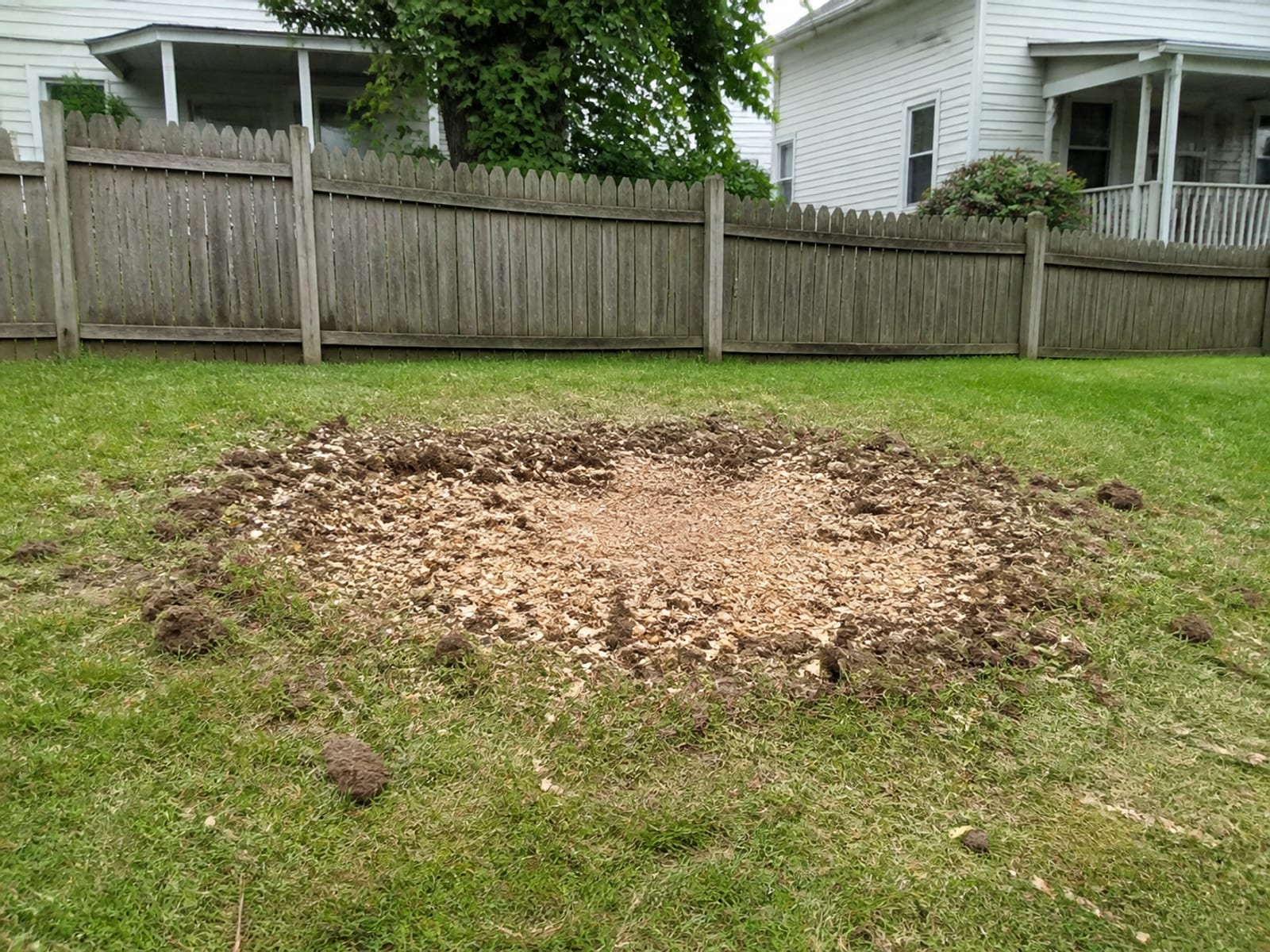 Depression left after stump grinding, filled with a mix of wood chip and soil, level with the surrounding lawn at the edges