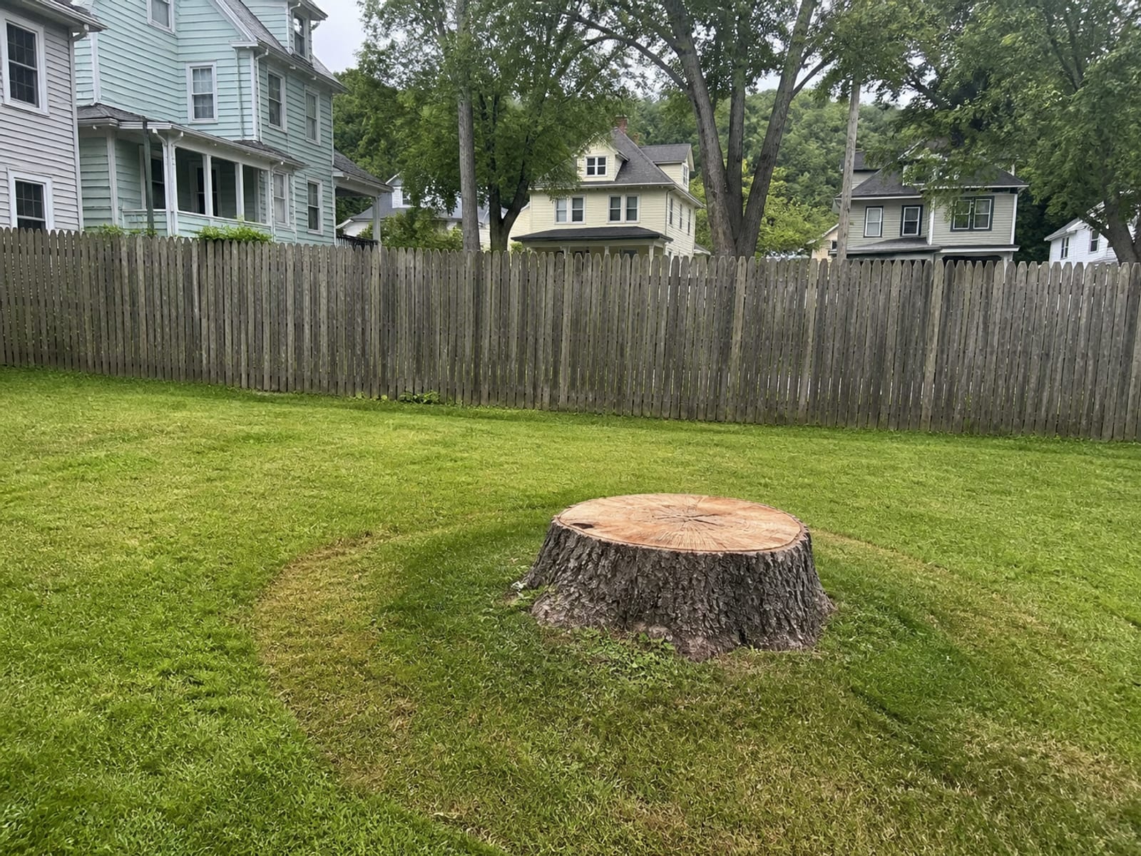 Freshly cut tree stump sitting in a small mown back yard beside a fence, with the surrounding grass worn where the mower has been detouring around it