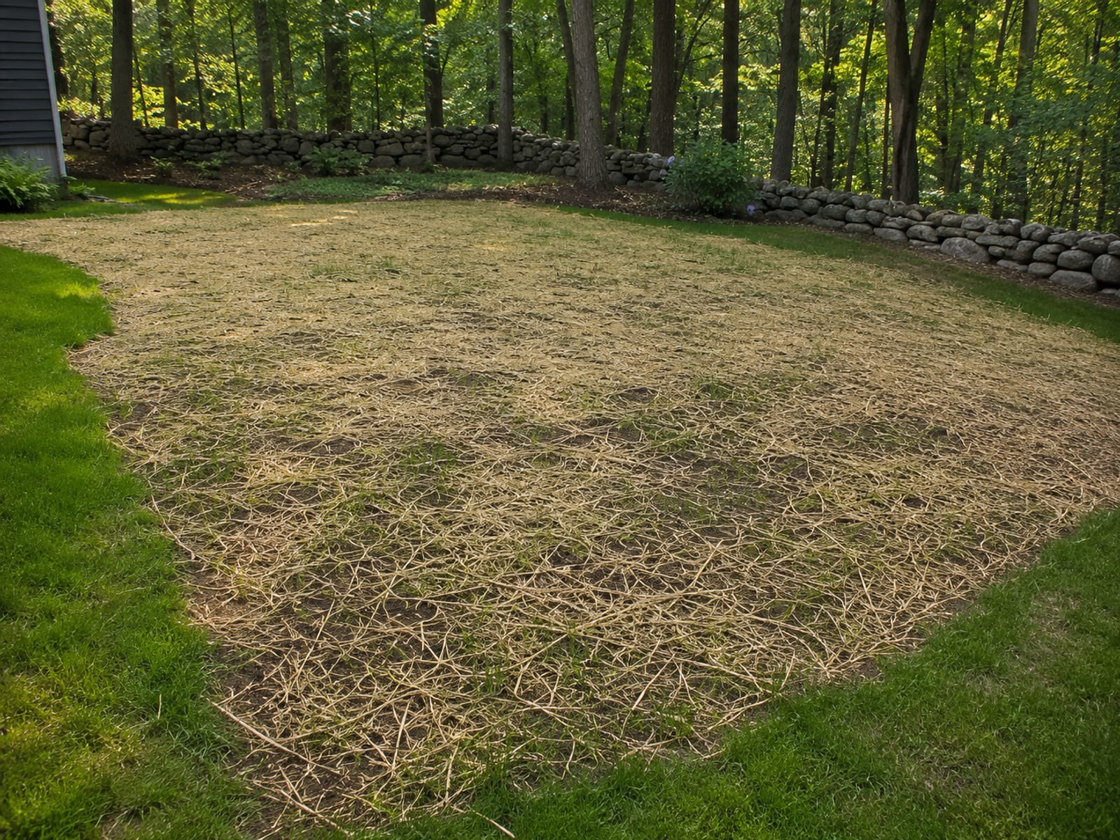 Freshly graded and seeded residential yard in Connecticut showing restored ground after tree root removal and soil backfill