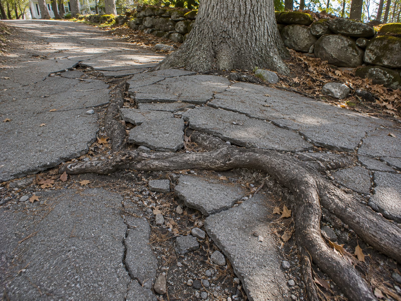 Cracked and heaved concrete driveway surface buckled by large surface tree roots on a Connecticut residential property