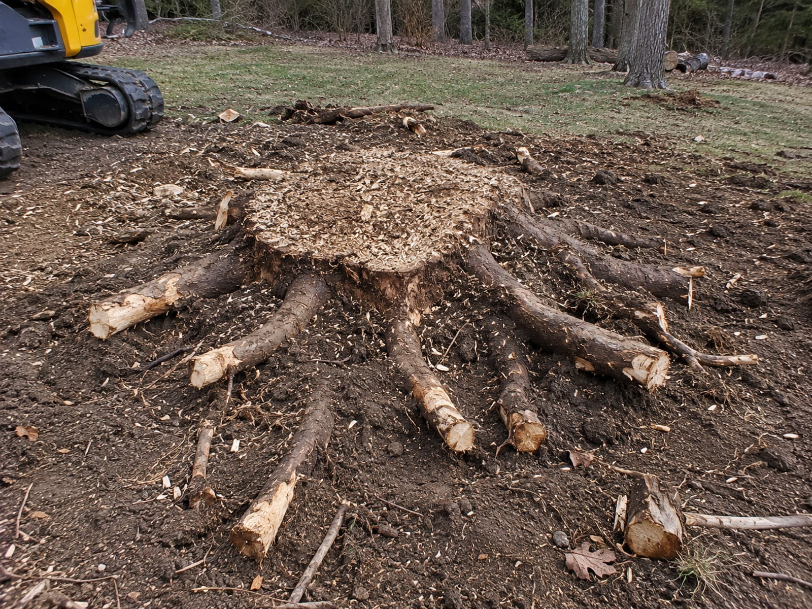 Freshly ground tree stump with radiating surface roots partially excavated and cut in a Connecticut residential backyard