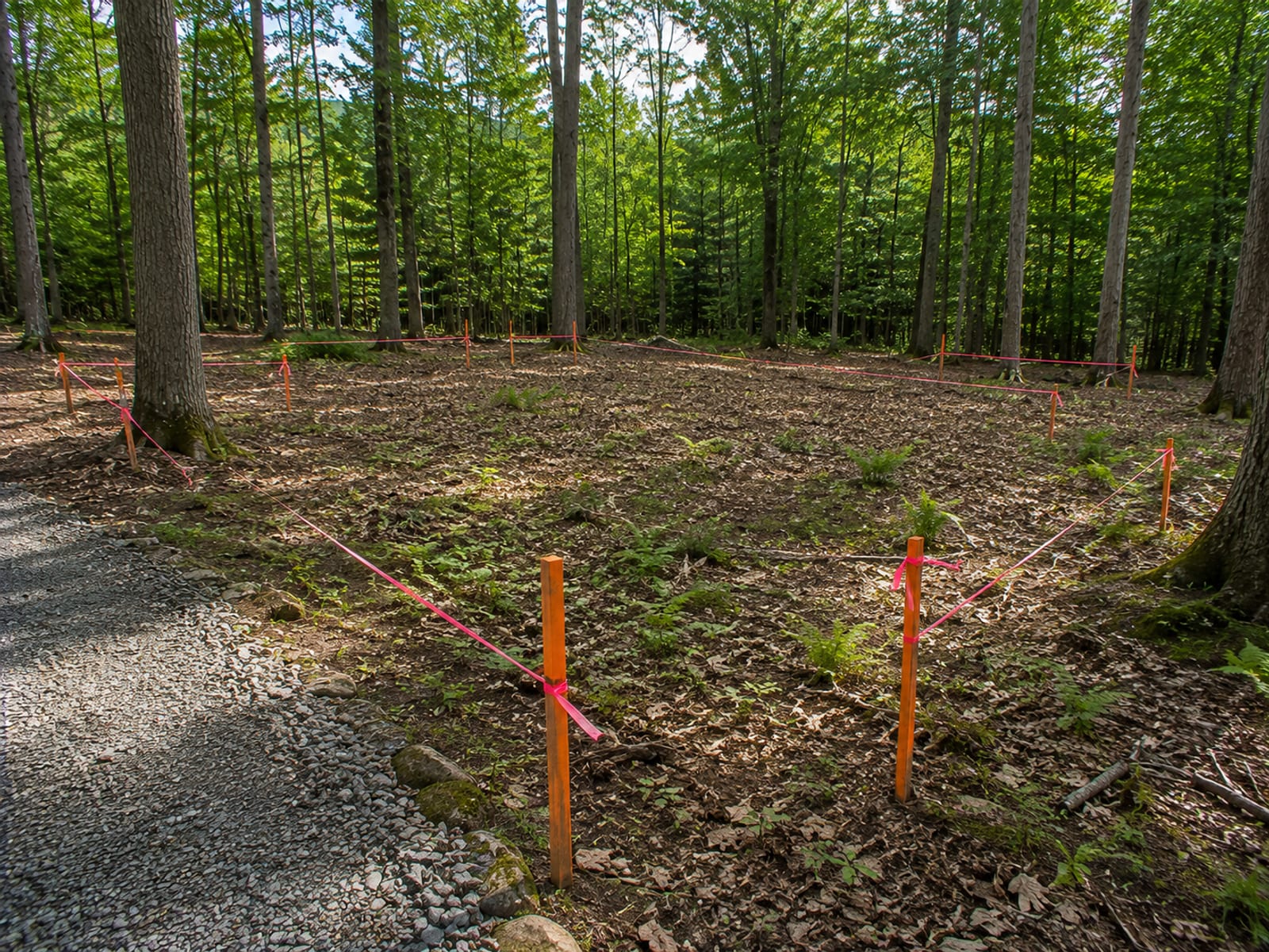 Undisturbed wooded Connecticut residential building lot with orange survey stakes and flagging tape marking the future foundation footprint among mature trees