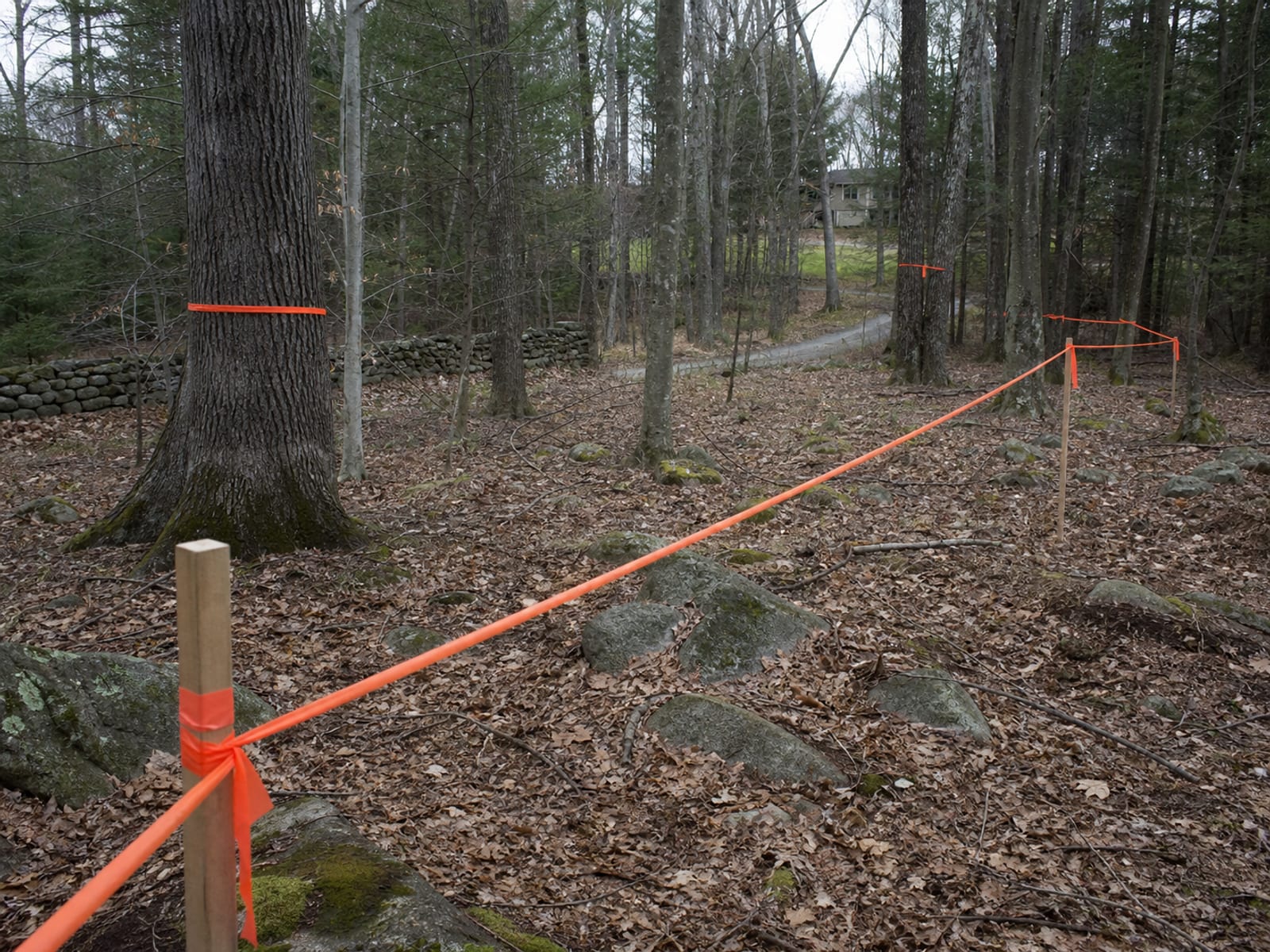 Flagging tape and stakes marking a clearing boundary through woodland, with individual mature trees inside the line marked to be kept