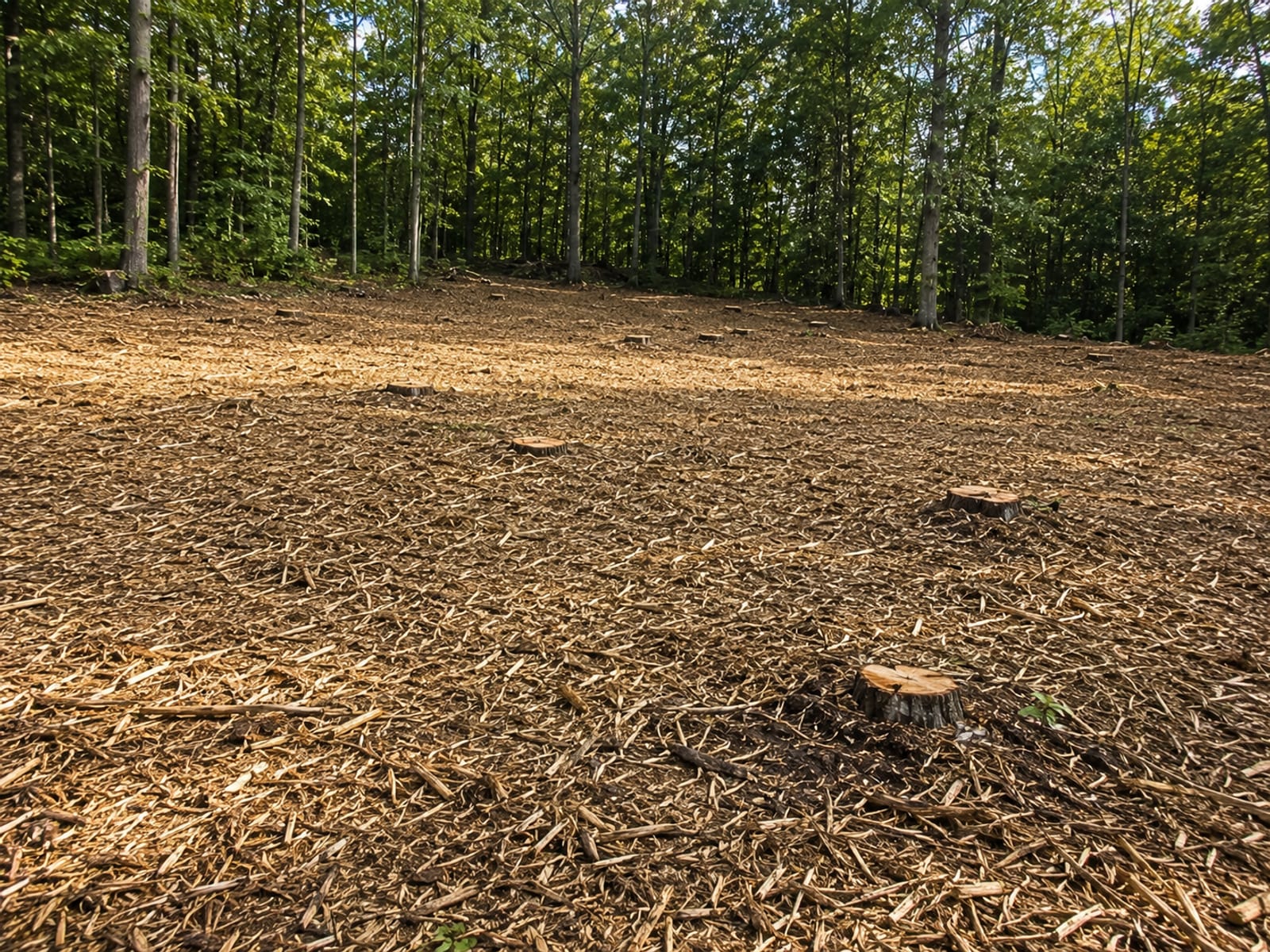 Freshly cleared wooded residential lot with wood chip mulch ground cover, cut stumps, and surrounding Connecticut deciduous tree line