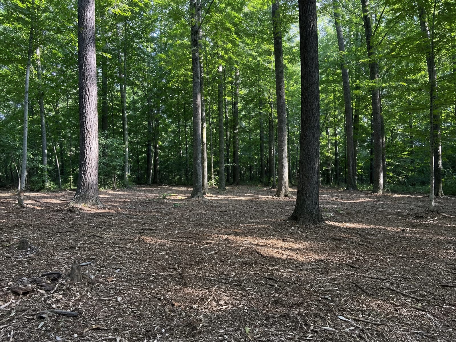 Wooded lot after forestry mulching with the mature trees left standing and the understory cleared to a thin layer of shred over open ground