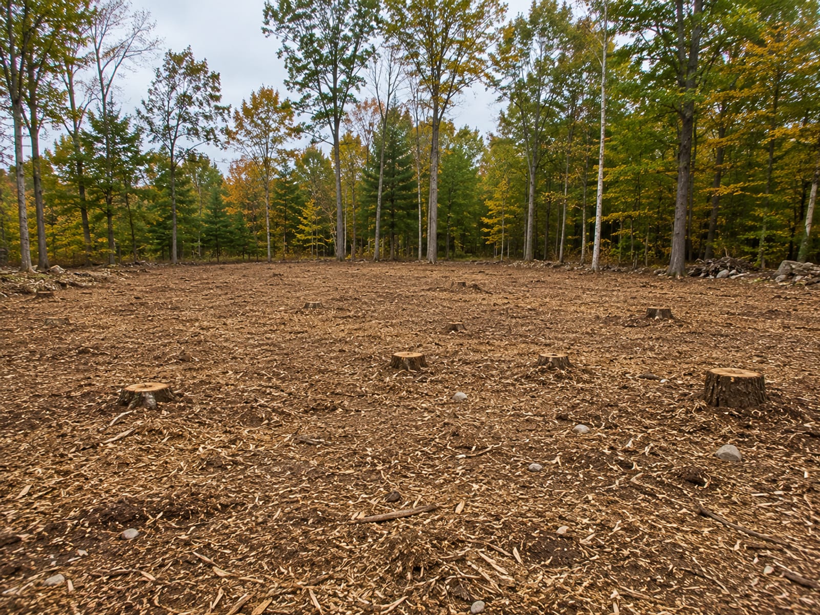 Cleared wooded lot in Bridgewater CT showing freshly mulched ground and cut stumps among remaining deciduous trees