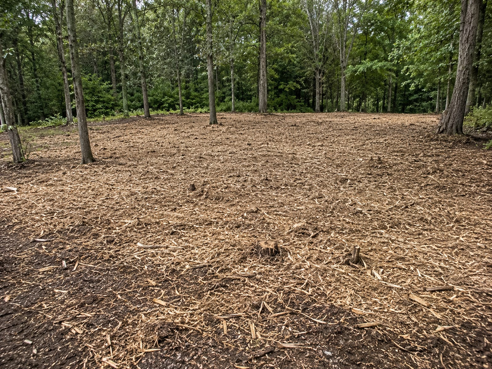 Freshly mulched forest floor on a Connecticut residential lot with shredded woody debris spread across cleared ground