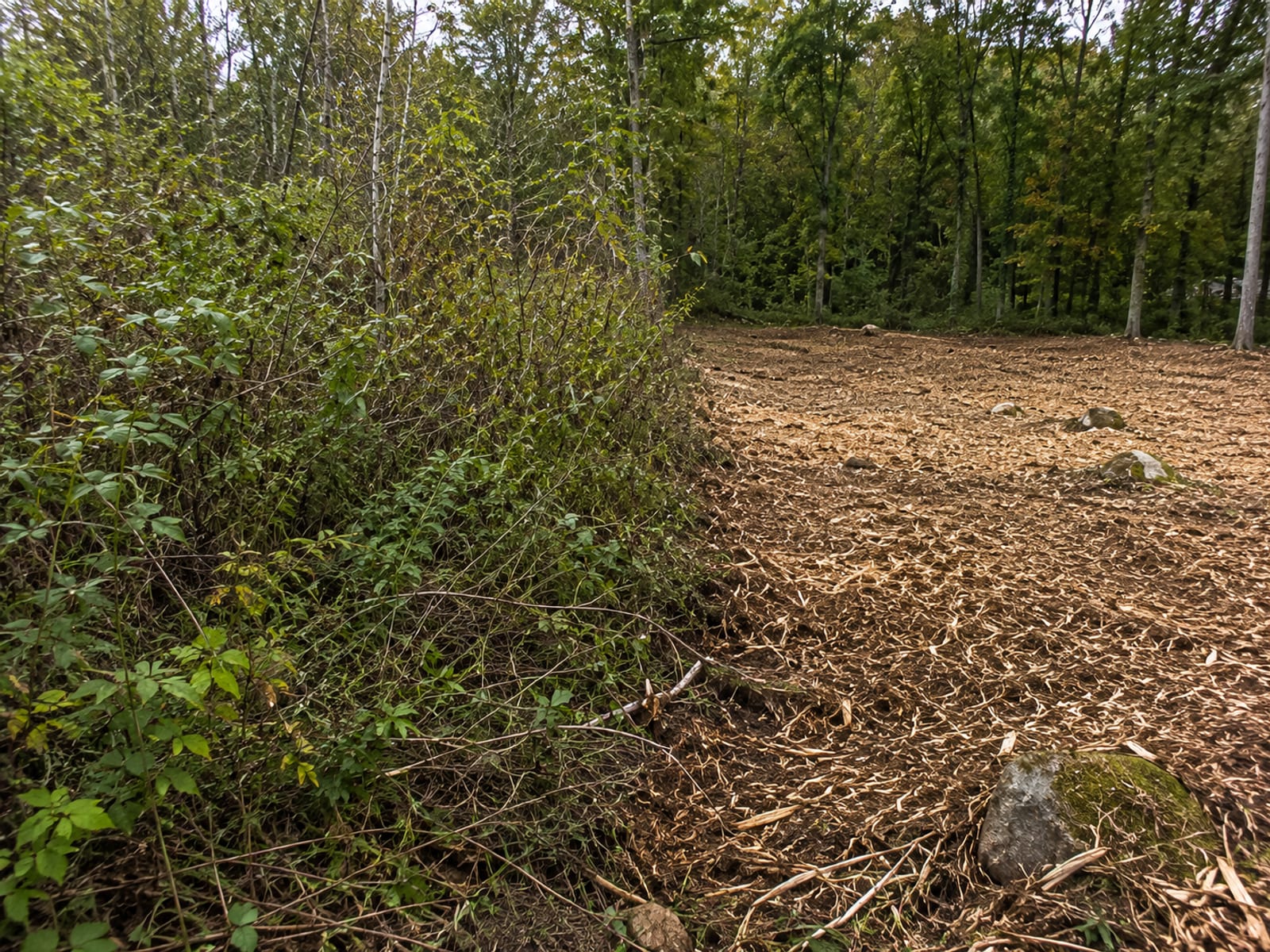 Dense overgrown brush and invasive saplings on a Connecticut residential lot partially cleared by forestry mulching revealing open ground
