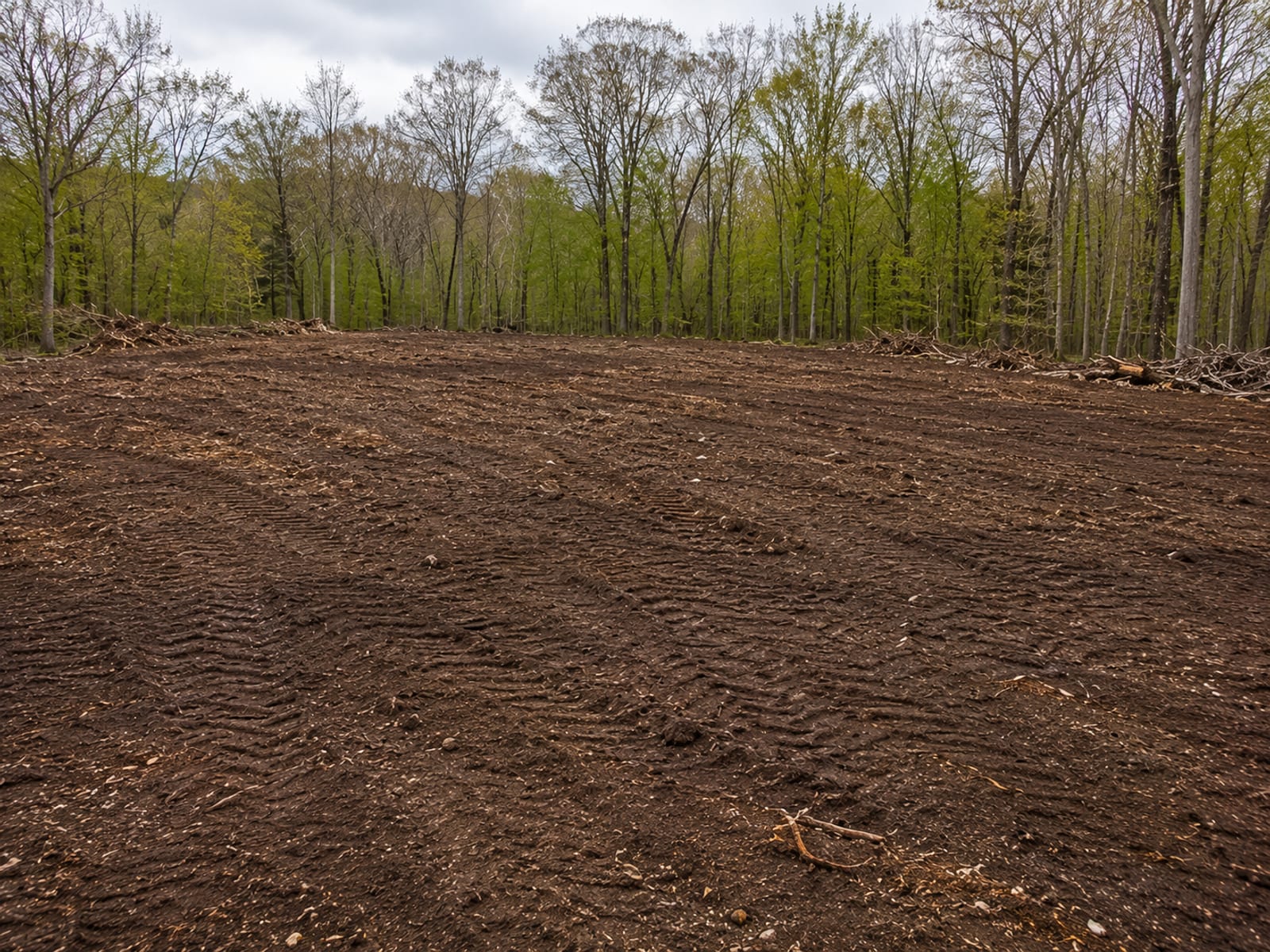 Freshly cleared residential lot with stumps and brush removed revealing open soil and tree line edge in Connecticut