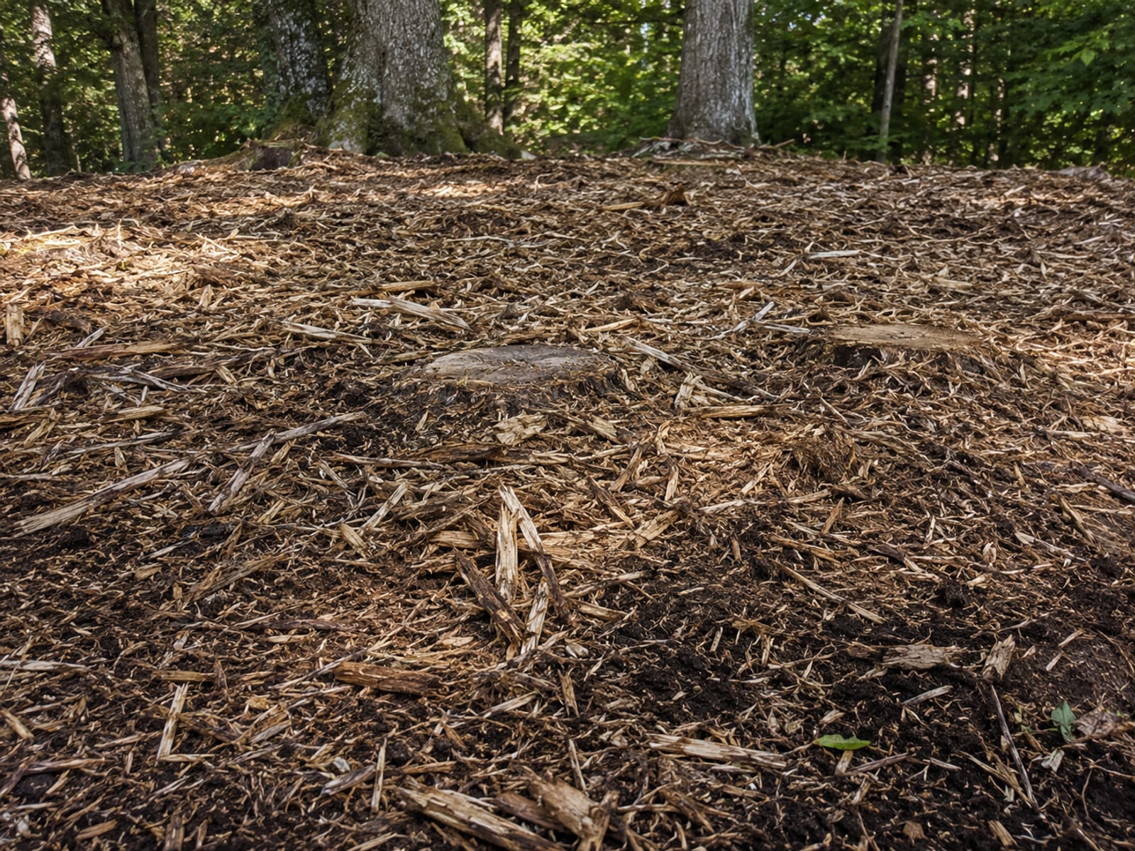 Close view of freshly mulched forest floor on a cleared residential lot with shredded wood chips covering the soil and stumps ground to ground level