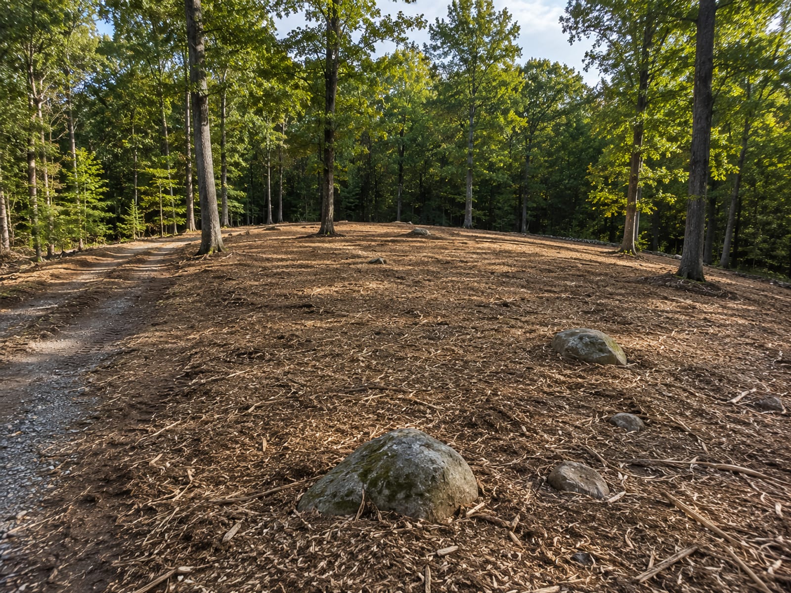 Freshly cleared wooded residential lot with ground-level mulched debris and remaining mature trees at the cleared boundary in Connecticut
