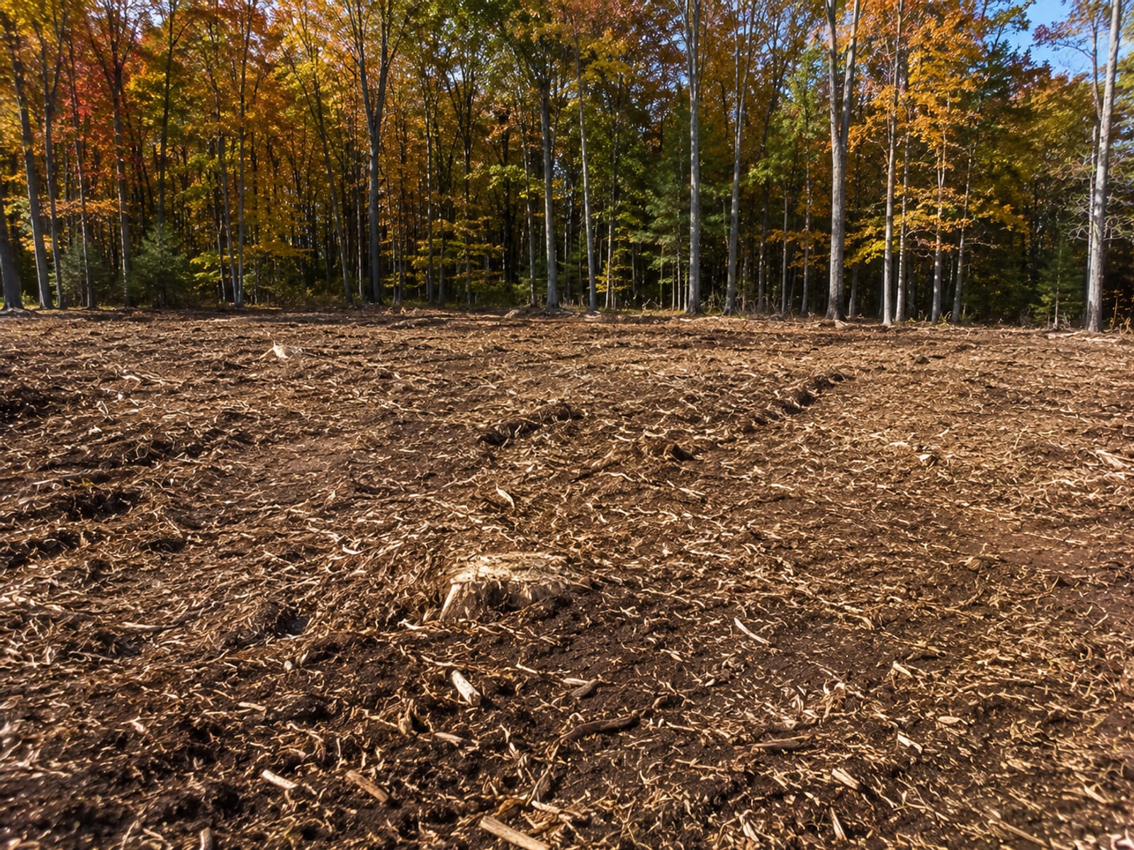 Cleared wooded lot in Middlebury CT with fresh wood chip mulch ground cover, stumps removed and level ground exposed