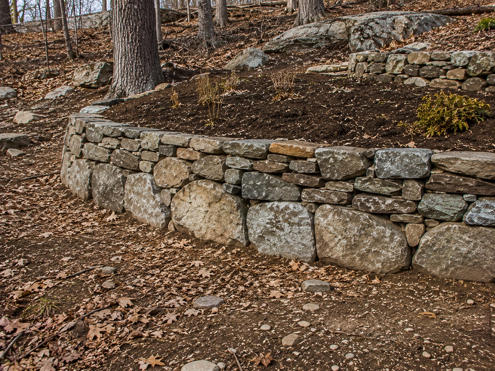 Dry-stacked fieldstone retaining wall containing a terraced garden bed on a rocky Connecticut residential slope