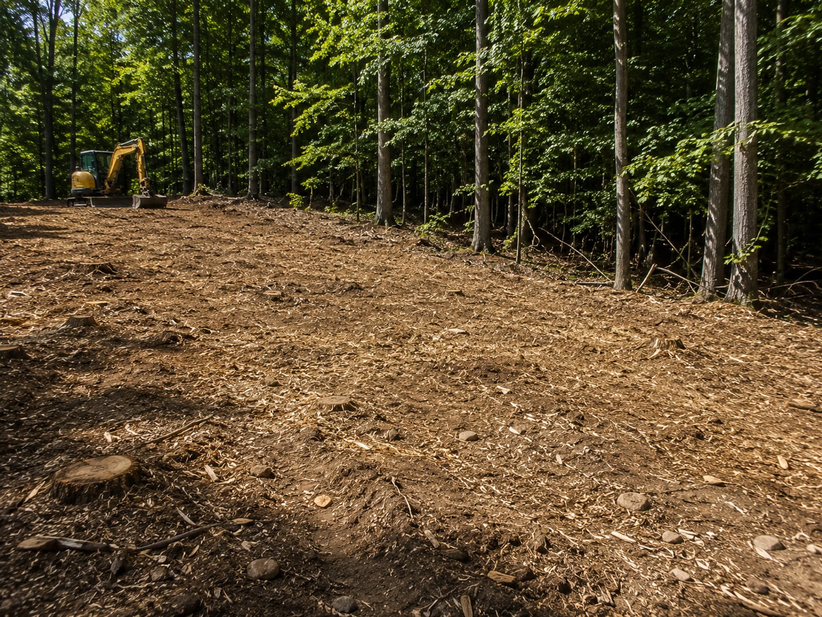 Cleared residential lot edge with mulched woody debris and standing mature trees beyond in Shelton Connecticut