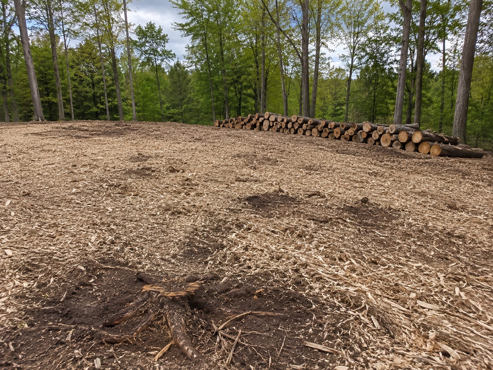 Recently land-cleared wooded lot showing fresh wood chip mulch, exposed root zones, and a row of felled trees stacked at the clearing edge
