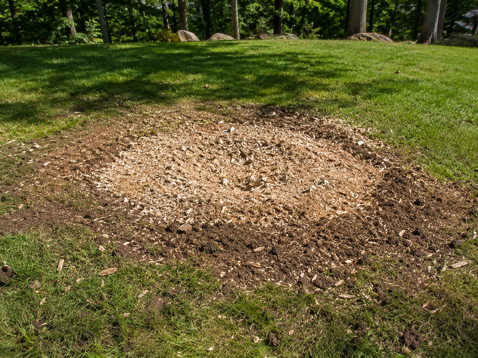 Freshly ground tree stump flush with surrounding lawn in a Connecticut residential yard