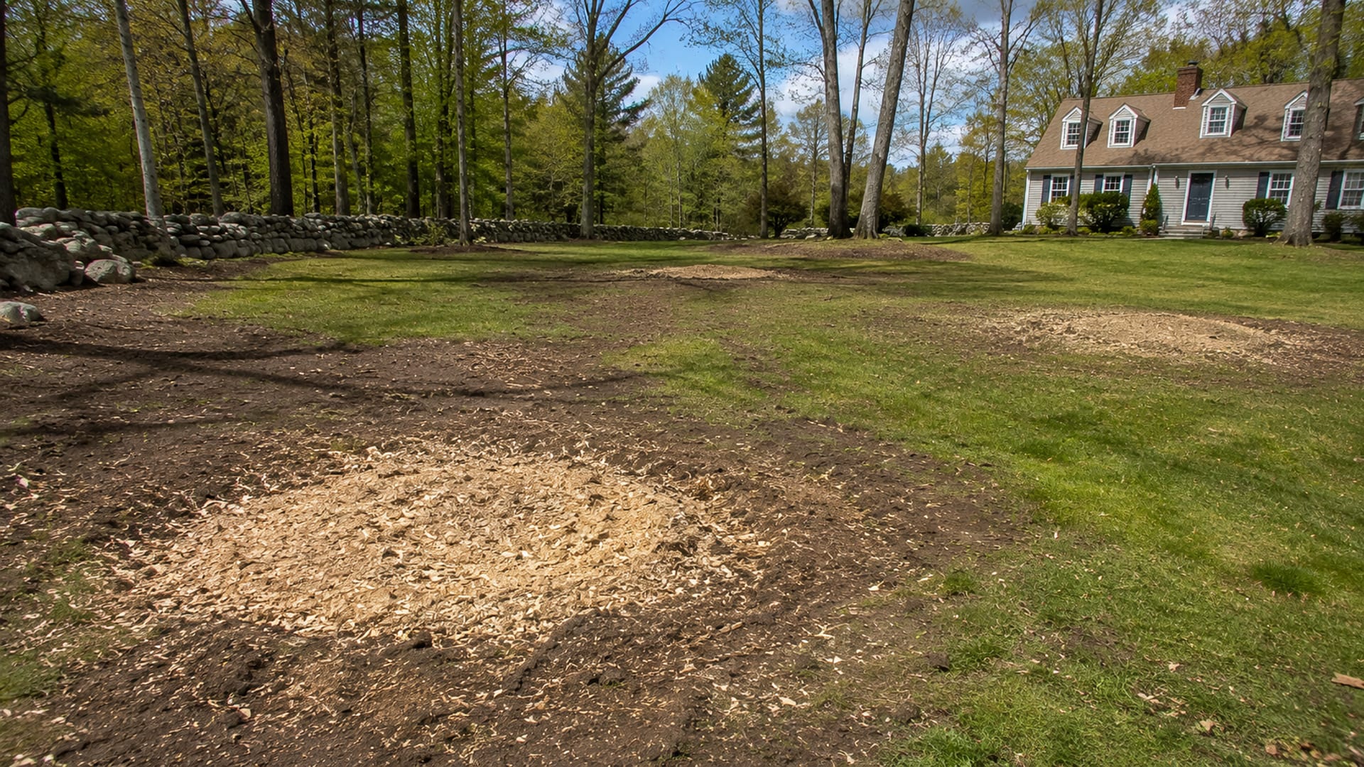 Wide view of a residential Connecticut yard with multiple ground stumps and scattered wood chip mulch after stump grinding