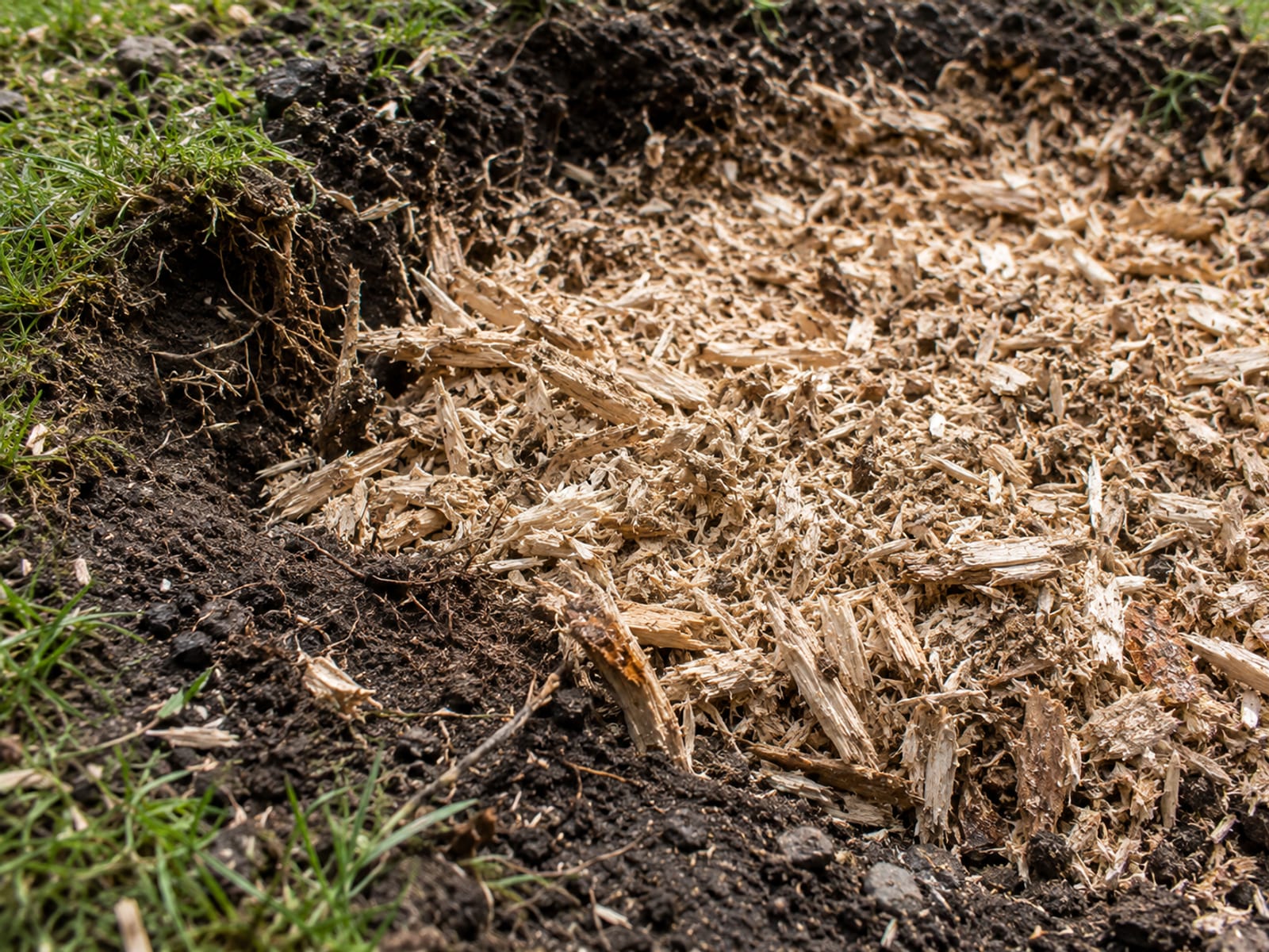 Close-up detail of pale shredded wood chip mulch filling a stump grinding hole in dark Connecticut soil