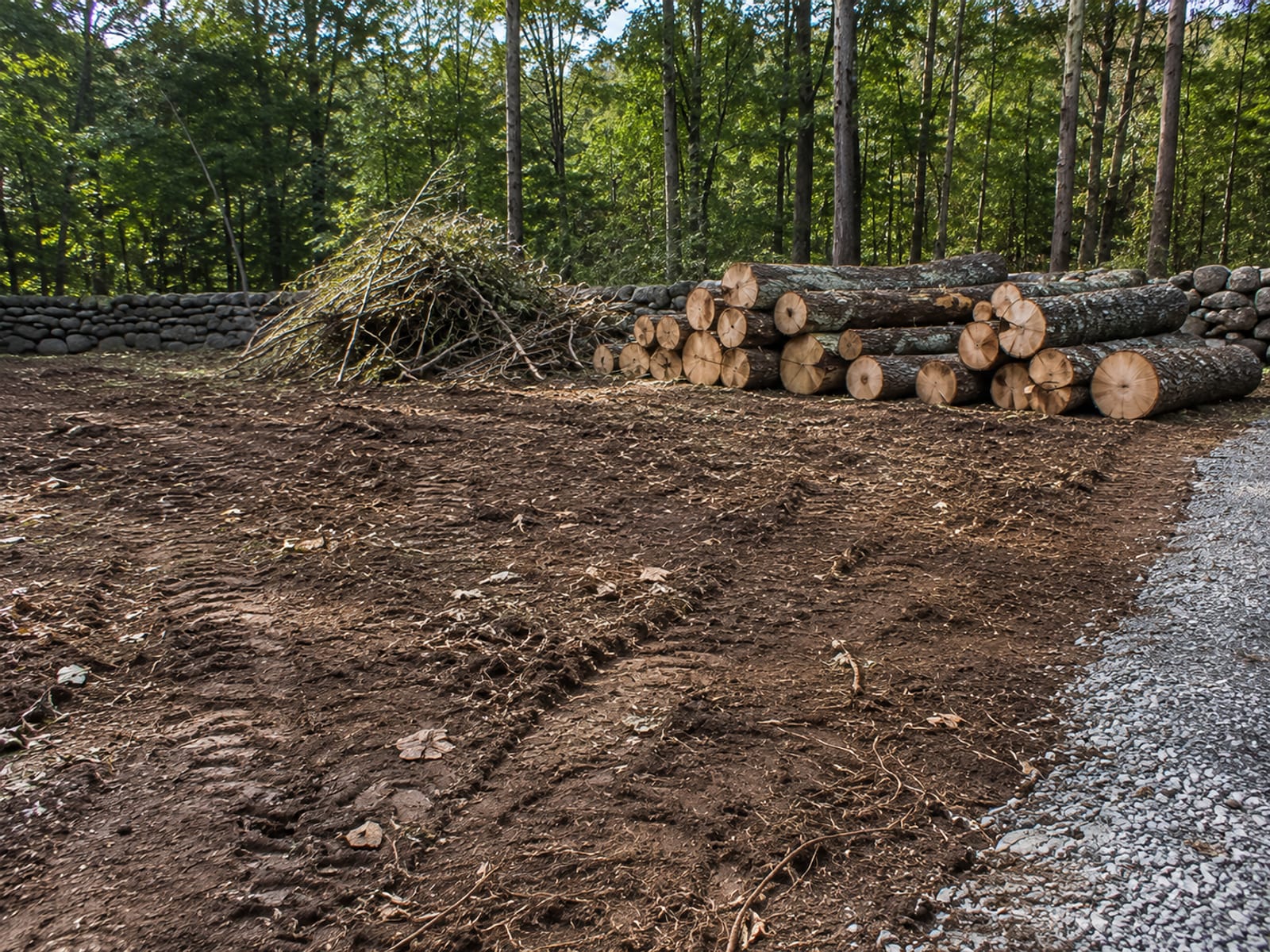 Neatly stacked cut hardwood logs and brush piles on a freshly cleared wooded residential lot in Connecticut with visible gravel driveway edge