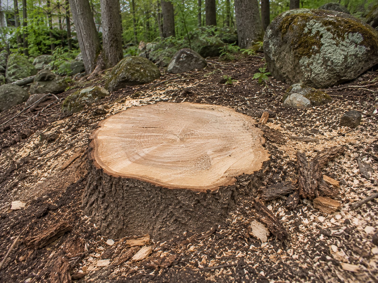 Freshly cut large oak tree stump surrounded by wood chips and sawdust on a wooded residential lot in Connecticut