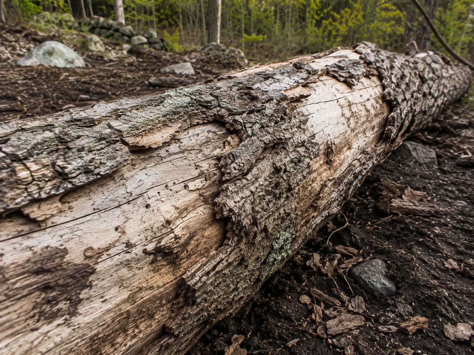 Weathered and cracked dead hardwood tree trunk lying on dark rocky soil showing bark texture and exposed wood grain after removal on a Connecticut property