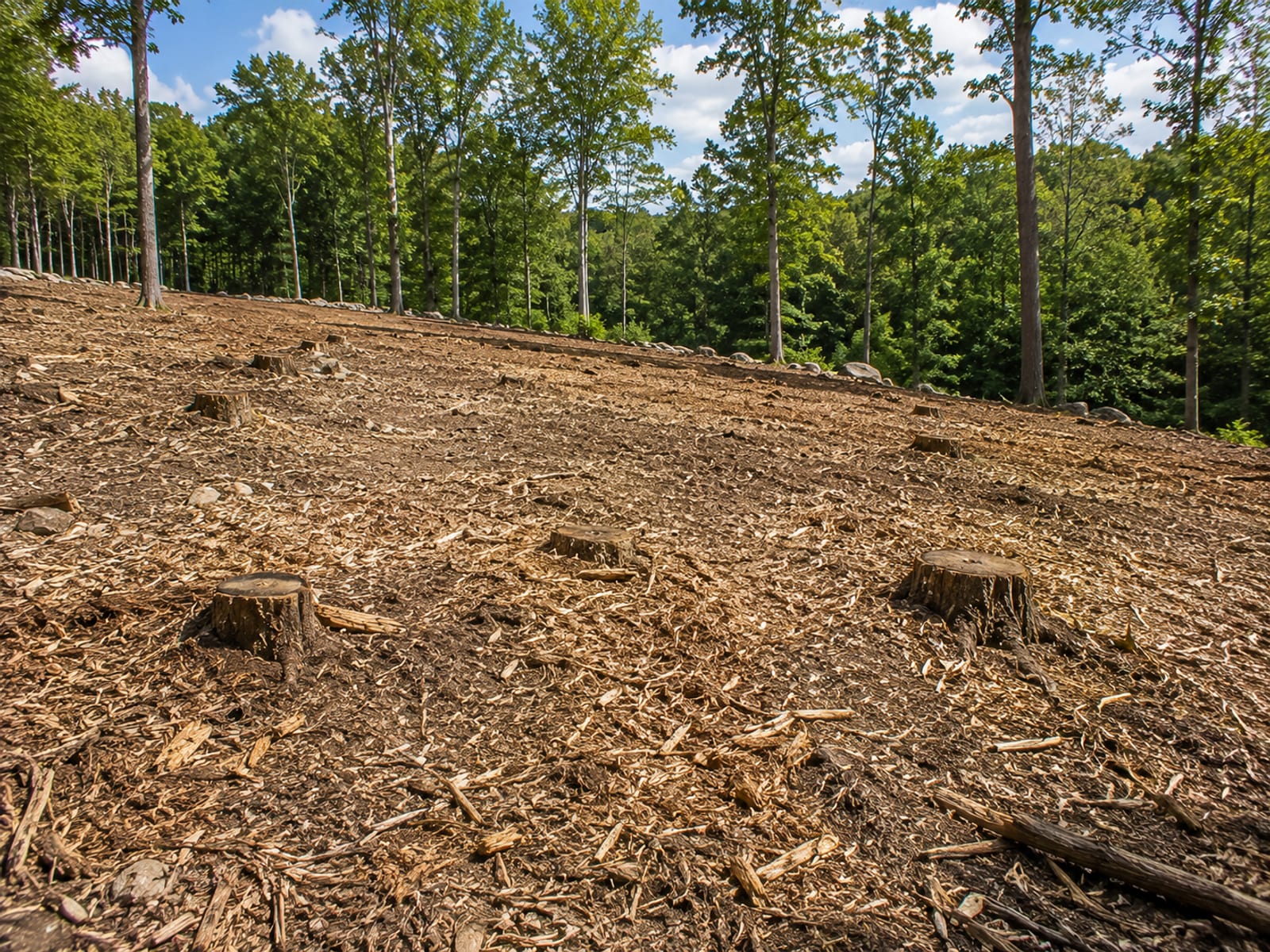 Freshly cleared wooded lot in Woodbridge CT with mulched ground cover, tree stumps, and wood chip debris scattered across sloped terrain