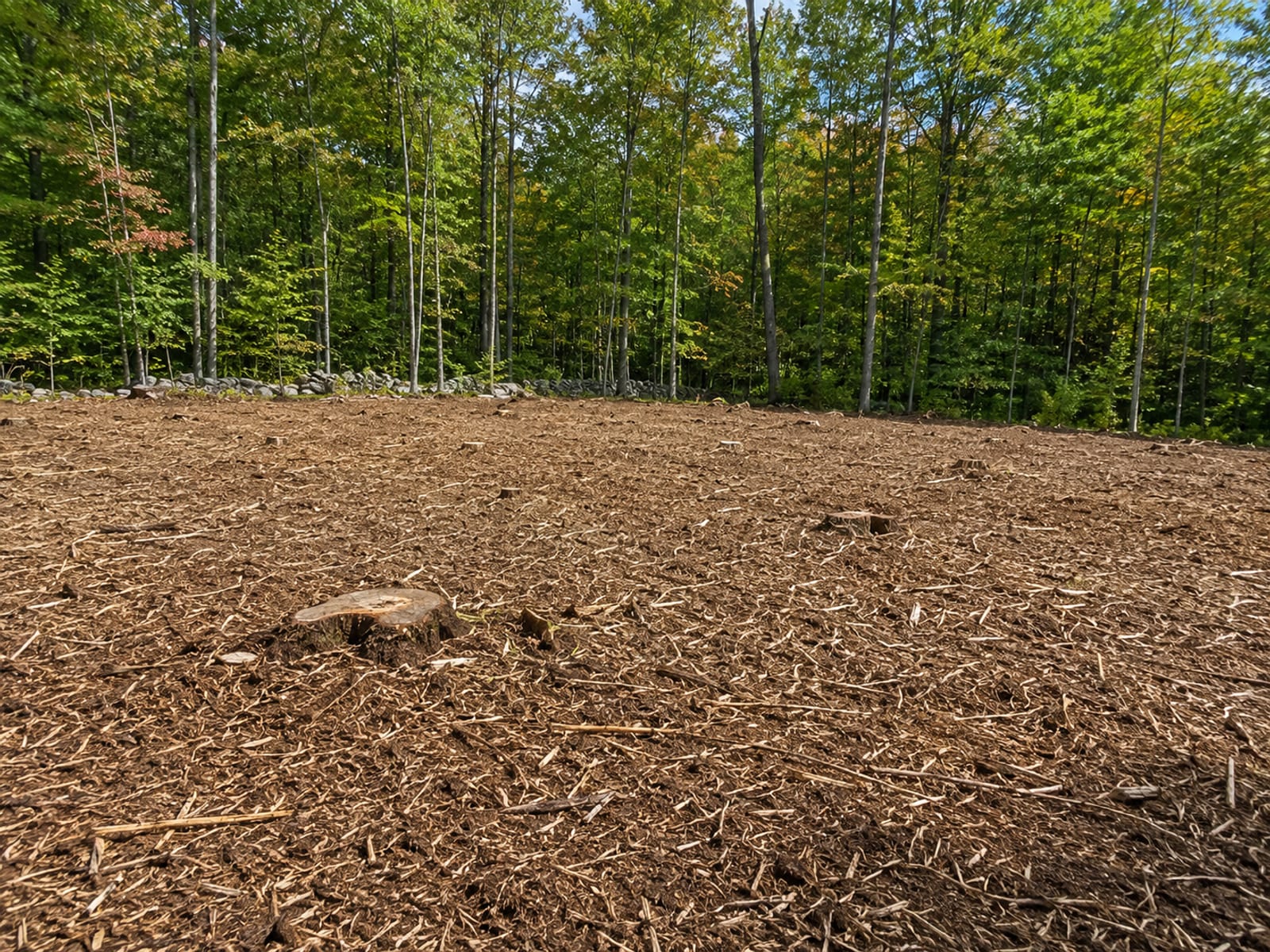 Newly cleared wooded lot in Woodbury CT showing fresh mulched ground cover stumps and surrounding mature trees