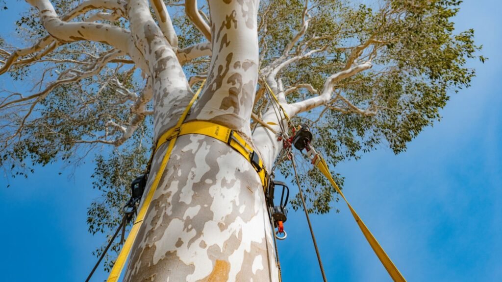 Yellow rigging straps and climbing equipment secured around a tall eucalyptus tree viewed from below