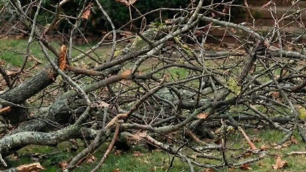 Tree debris and fallen branches after emergency tree removal on residential lawn